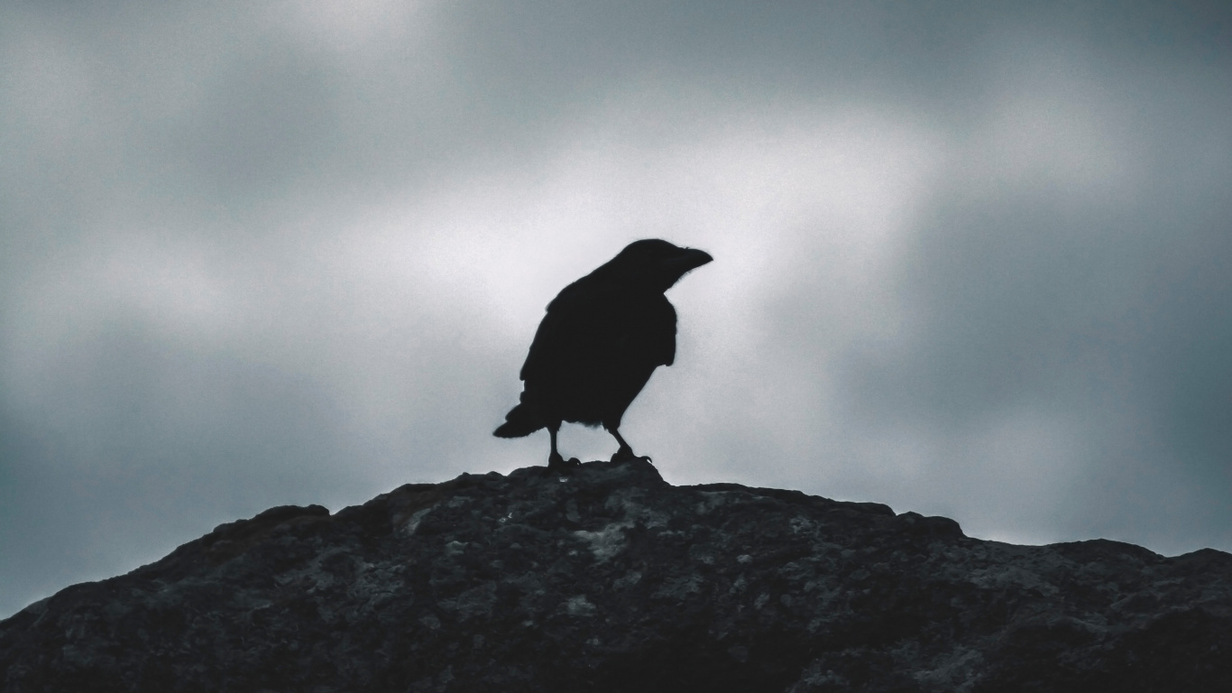 Black Bird on Gray Rock. Wallpaper in 1366x768 Resolution