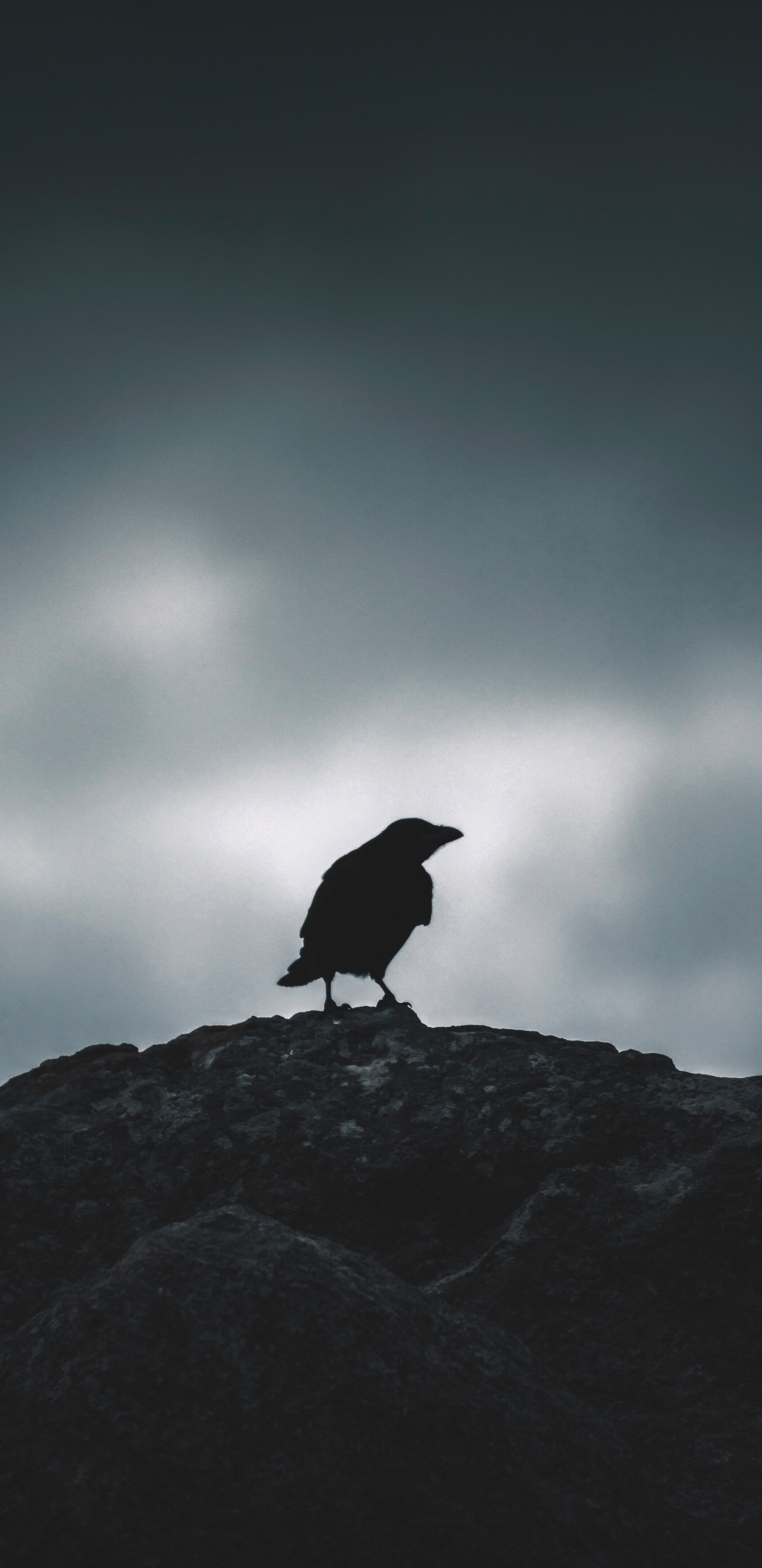 Black Bird on Gray Rock. Wallpaper in 1440x2960 Resolution