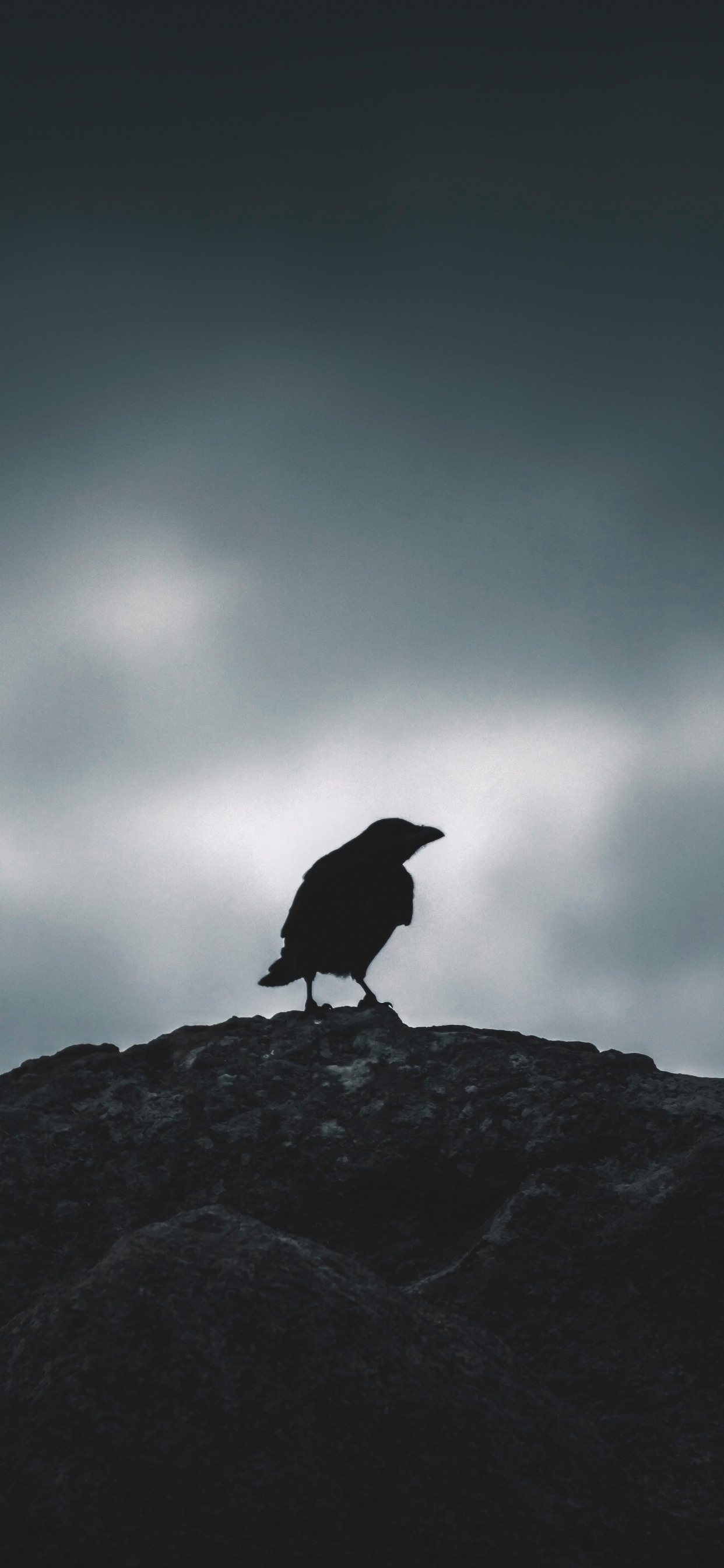 Schwarzer Vogel Auf Grauem Felsen. Wallpaper in 1242x2688 Resolution