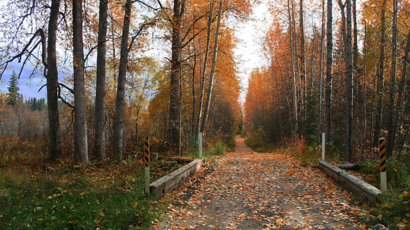 Arbres Bruns et Verts Sur le Terrain D'herbe Verte Pendant la Journée. Wallpaper in 1366x768 Resolution