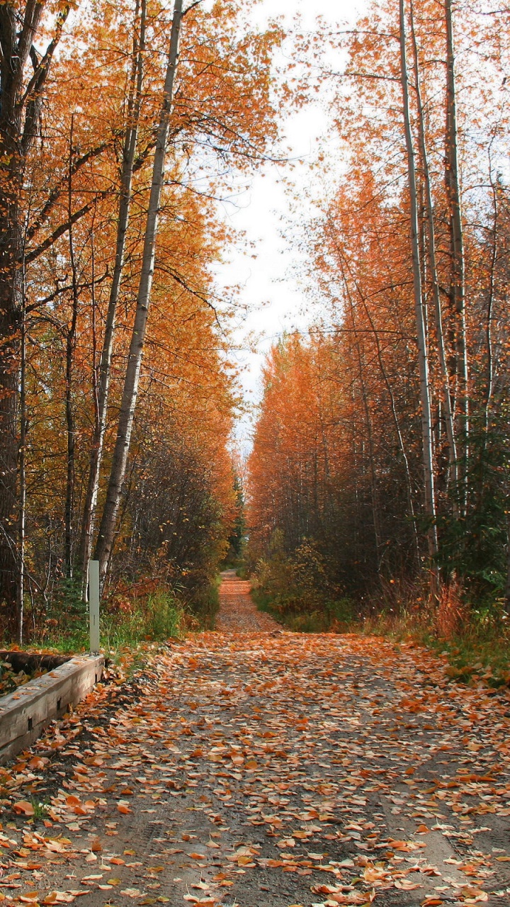 Árboles Marrones y Verdes en el Campo de Hierba Verde Durante el Día. Wallpaper in 720x1280 Resolution