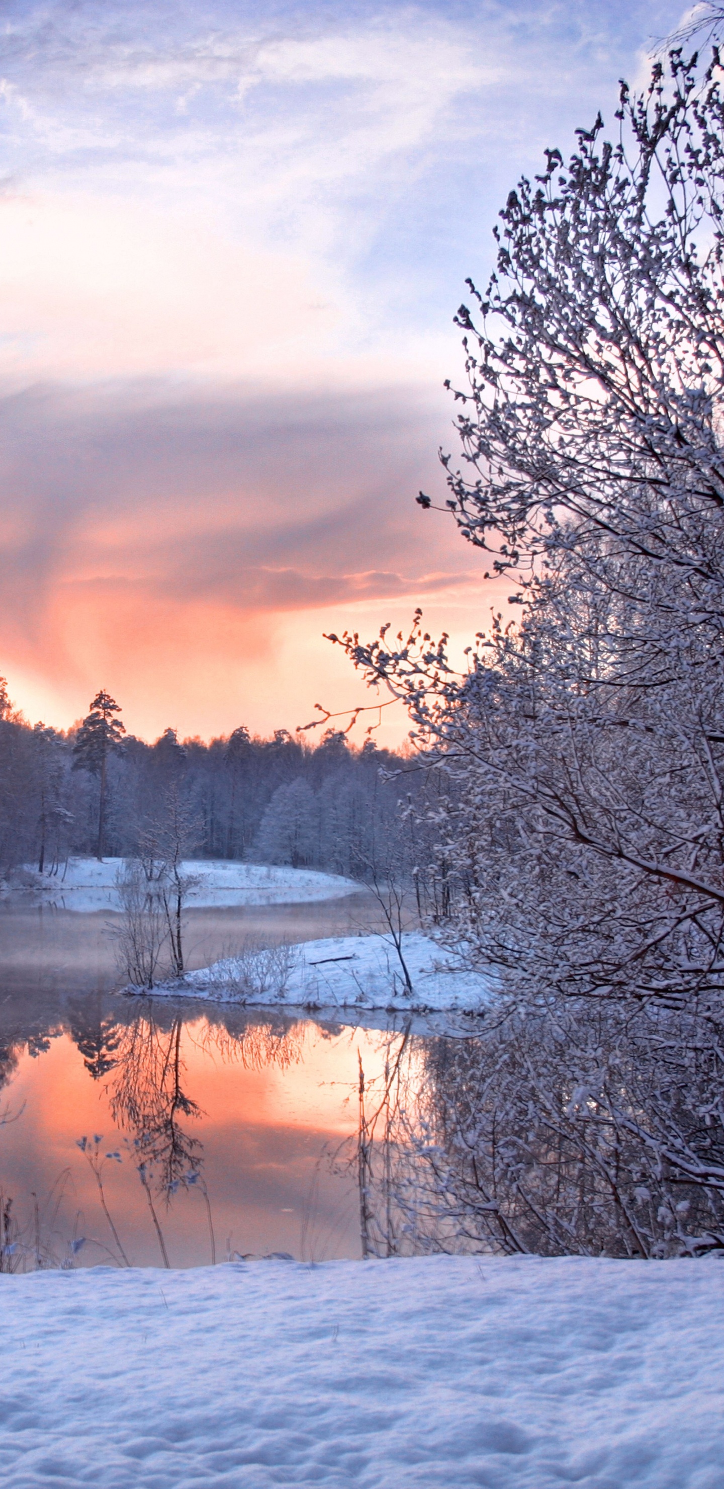 Arbres Couverts de Neige au Coucher du Soleil. Wallpaper in 1440x2960 Resolution