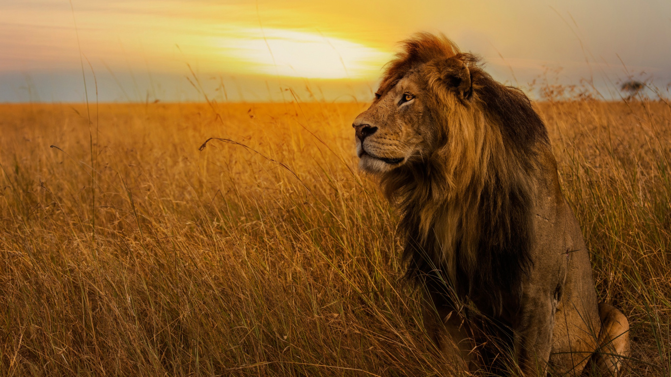 Löwe Auf Brauner Wiese Bei Sonnenuntergang. Wallpaper in 1366x768 Resolution