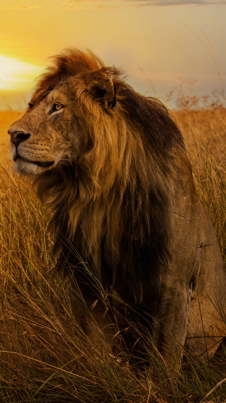 Löwe Auf Brauner Wiese Bei Sonnenuntergang. Wallpaper in 750x1334 Resolution