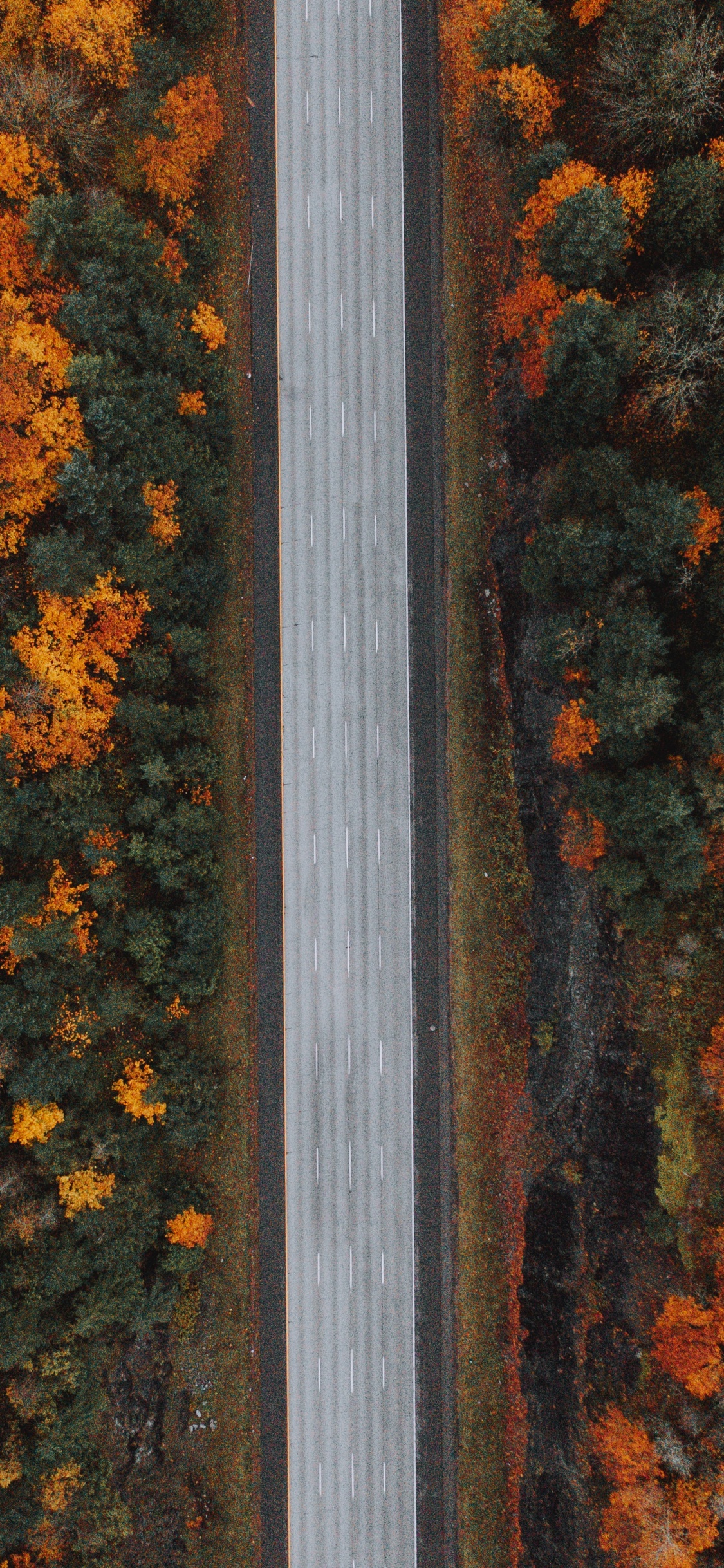 Arbres Jaunes et Bruns Pendant la Journée. Wallpaper in 1125x2436 Resolution