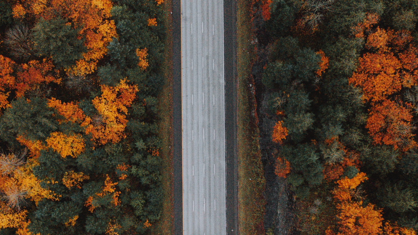 Arbres Jaunes et Bruns Pendant la Journée. Wallpaper in 1366x768 Resolution