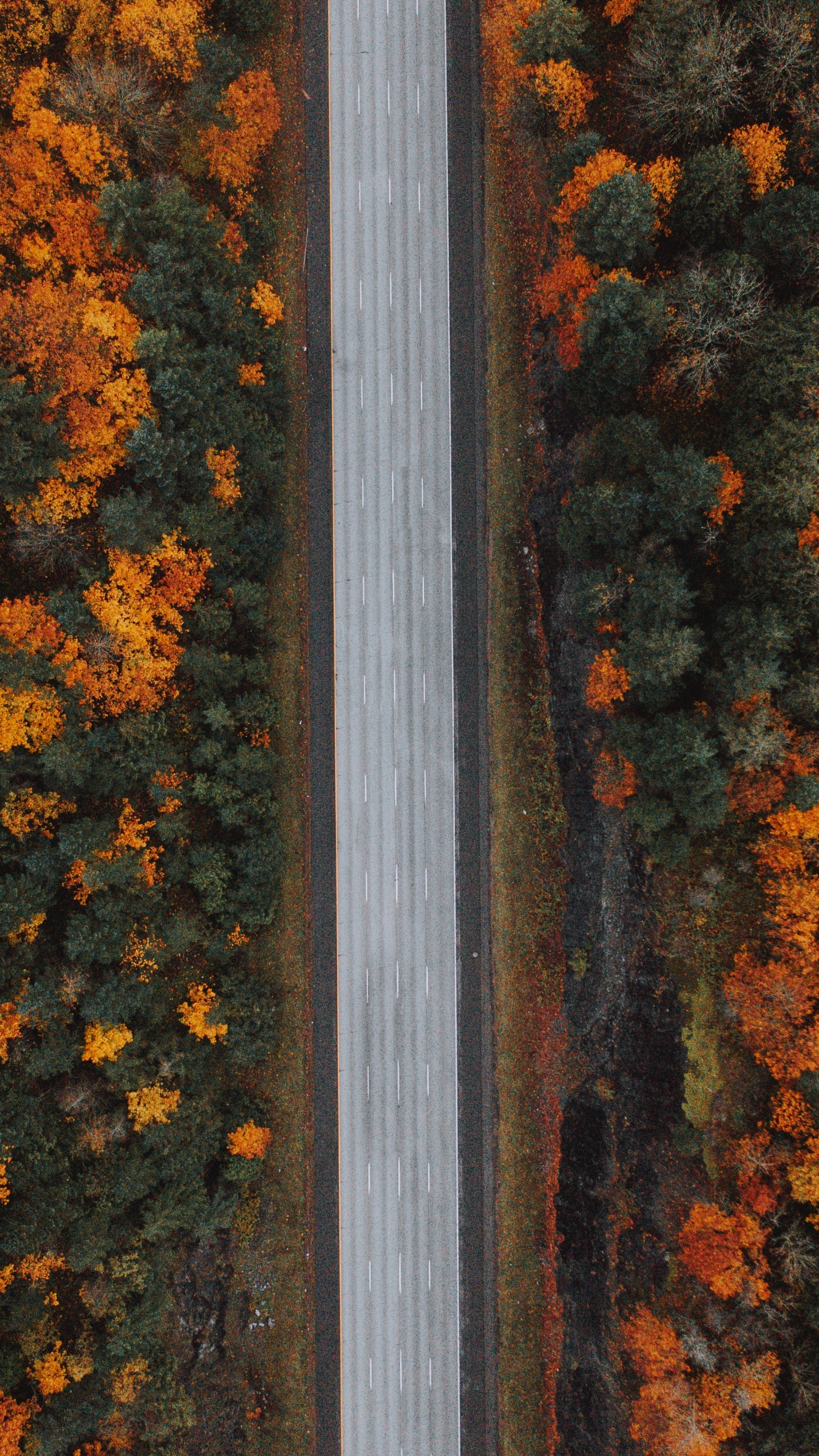 Arbres Jaunes et Bruns Pendant la Journée. Wallpaper in 1440x2560 Resolution