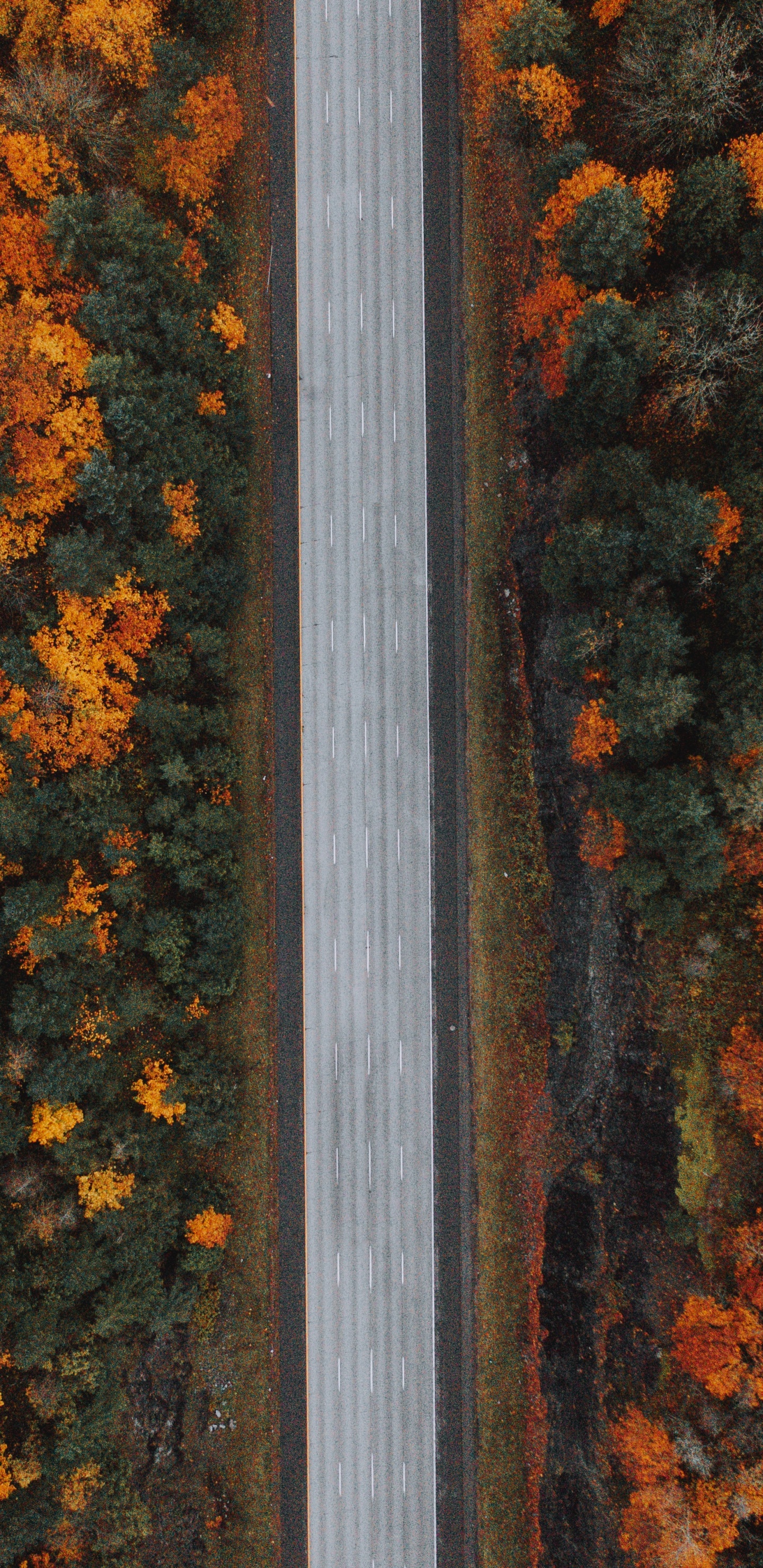 Arbres Jaunes et Bruns Pendant la Journée. Wallpaper in 1440x2960 Resolution