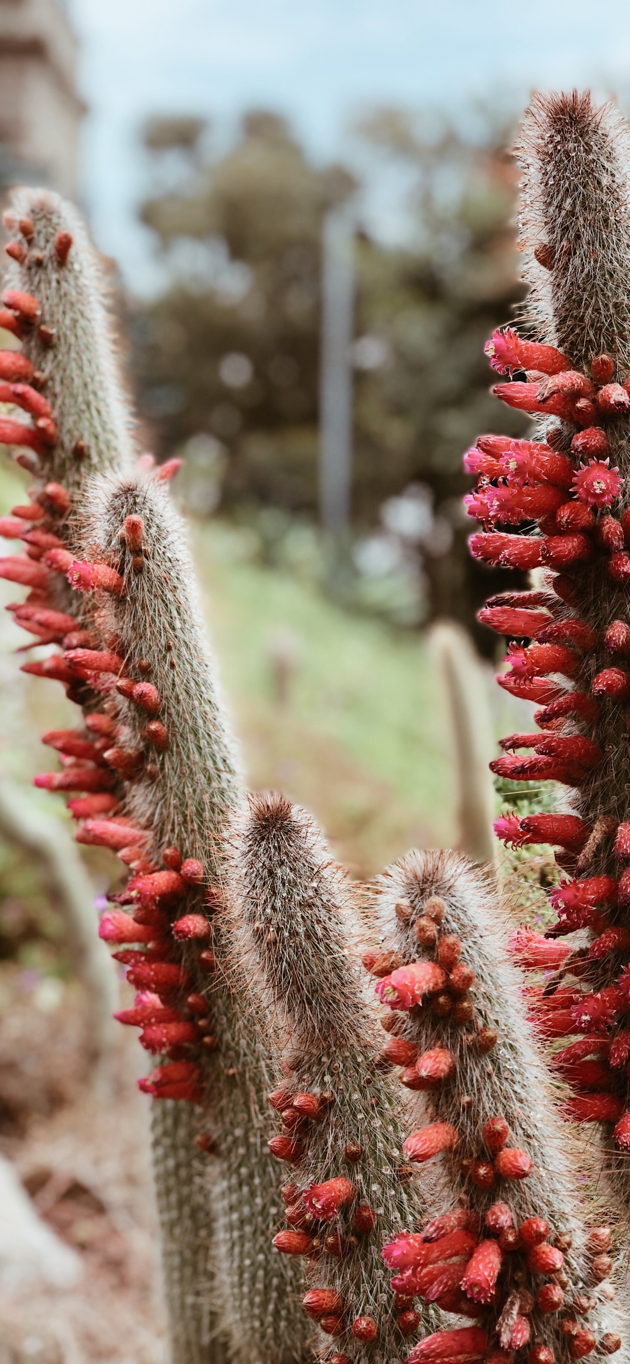 Cactus, Ciencia, la Física, la Vegetación, Rojo. Wallpaper in 1242x2688 Resolution