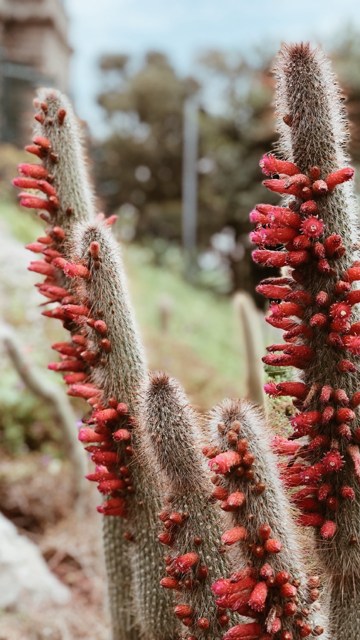Cactus, Ciencia, la Física, la Vegetación, Rojo. Wallpaper in 720x1280 Resolution