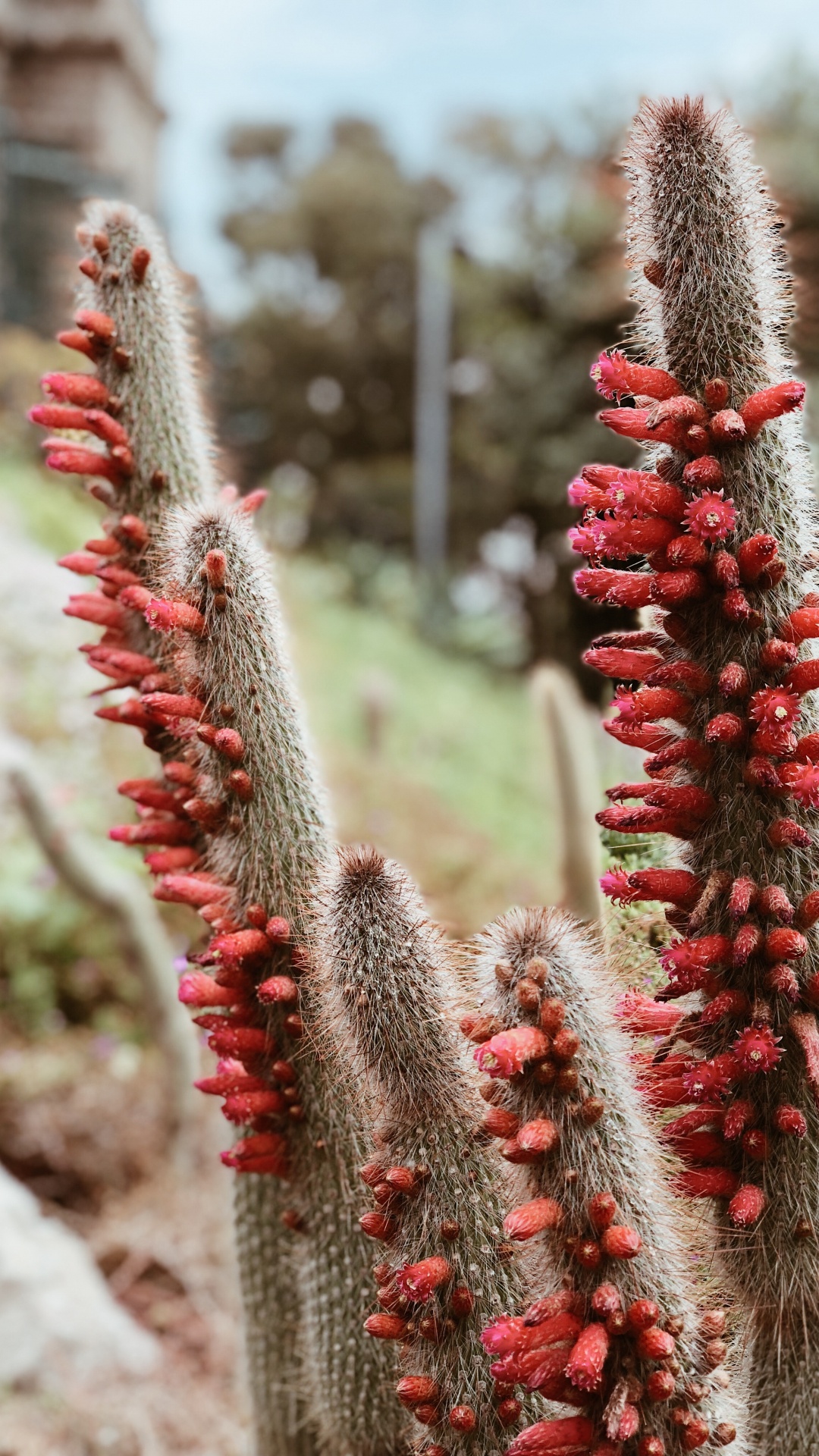 Cactus, Science, Physics, Vegetation, Red. Wallpaper in 1080x1920 Resolution