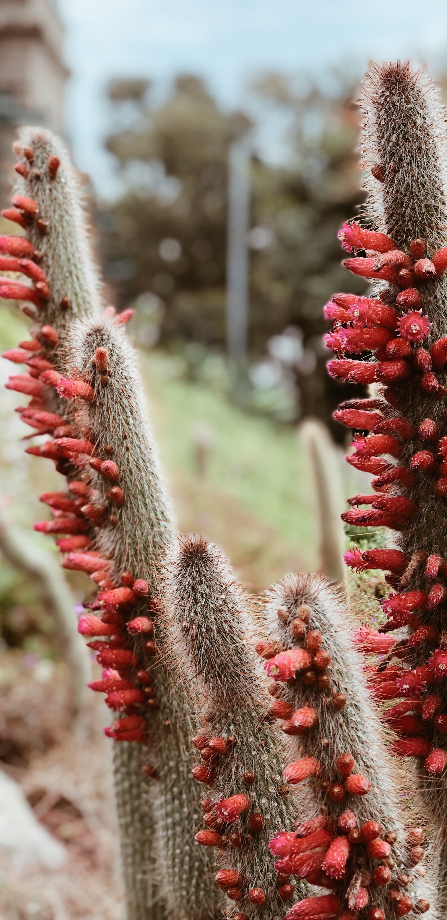 Download 1440x2960 Wallpaper Cactus, Science, Physics, Vegetation, Red Cactus, Science, Physics, Vegetation, Red. Wallpaper in 1440x2960 Resolution