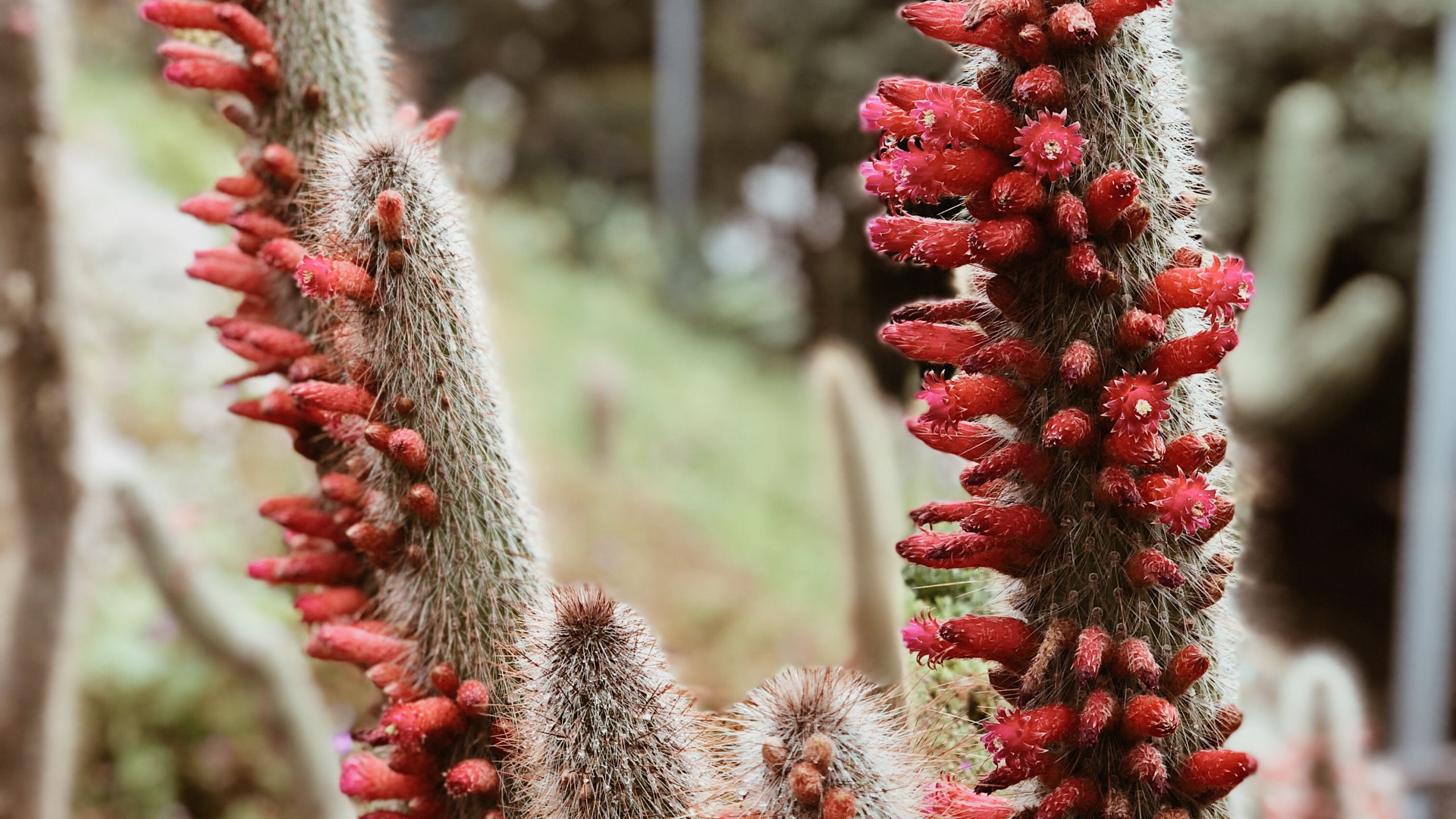 Cactus, Sciences, Physique, Végétation, Red. Wallpaper in 2560x1440 Resolution