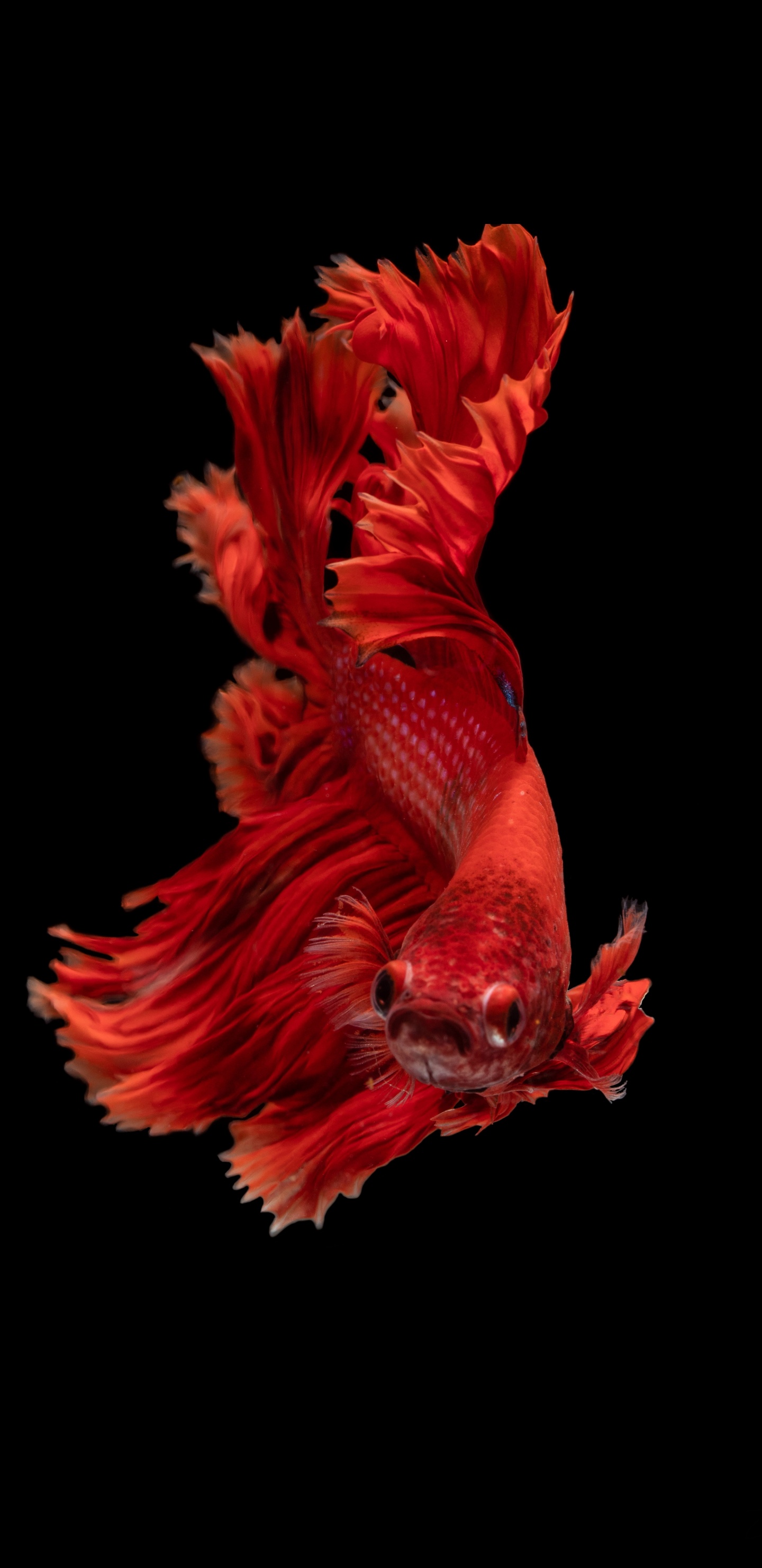 Dragón Rojo en Fondo Negro. Wallpaper in 1440x2960 Resolution