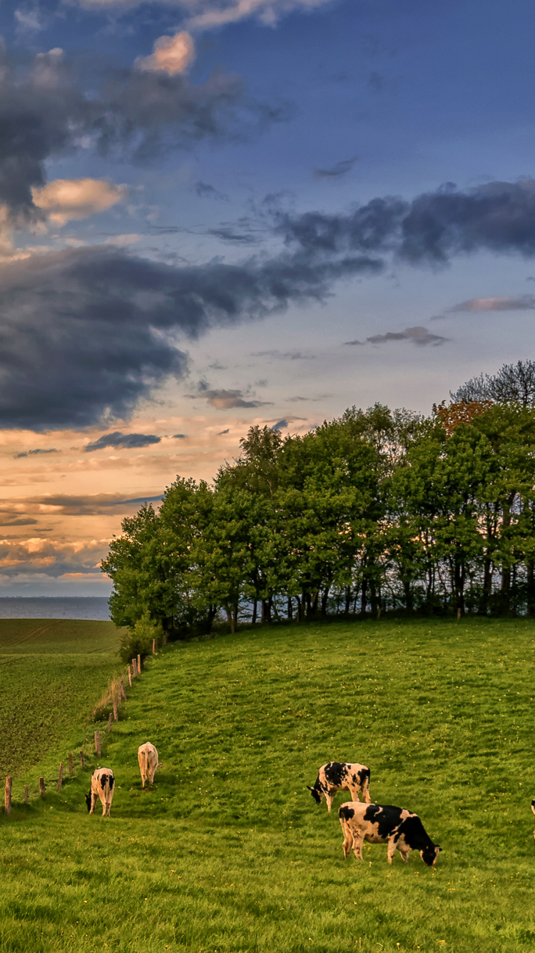 White and Black Cow on Green Grass Field During Daytime. Wallpaper in 750x1334 Resolution