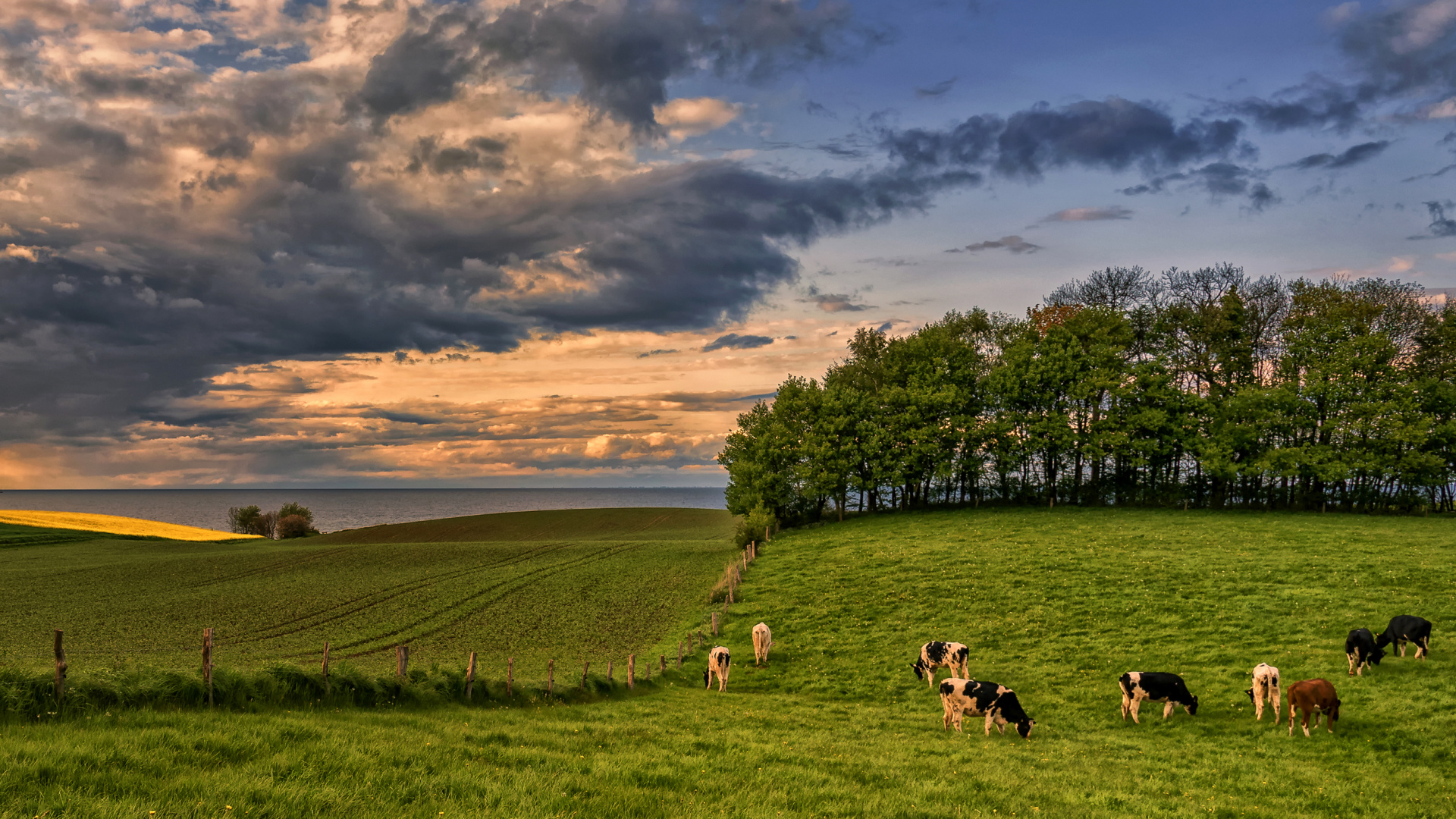 Weiße Und Schwarze Kuh Auf Der Grünen Wiese Tagsüber. Wallpaper in 1920x1080 Resolution