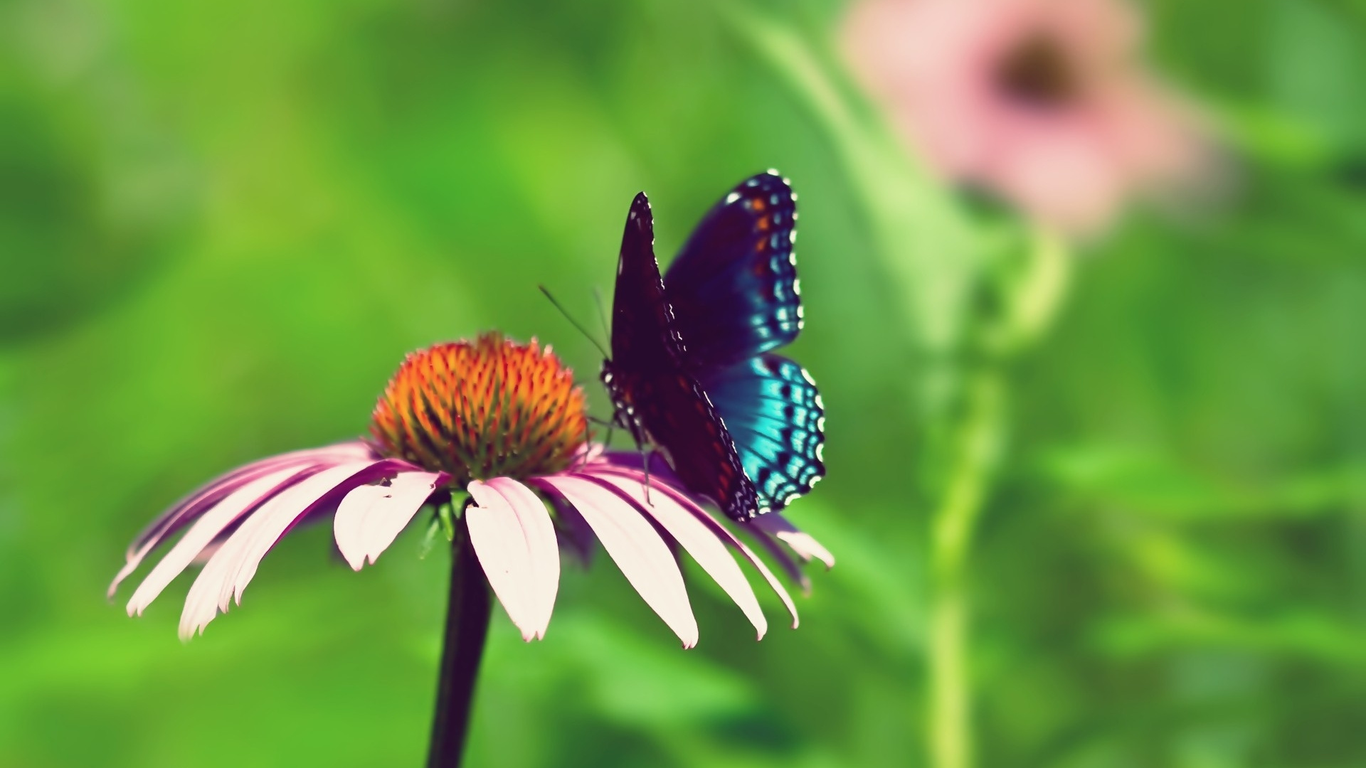 Schwarzer Und Blauer Schmetterling Auf Weißer Blume. Wallpaper in 1920x1080 Resolution