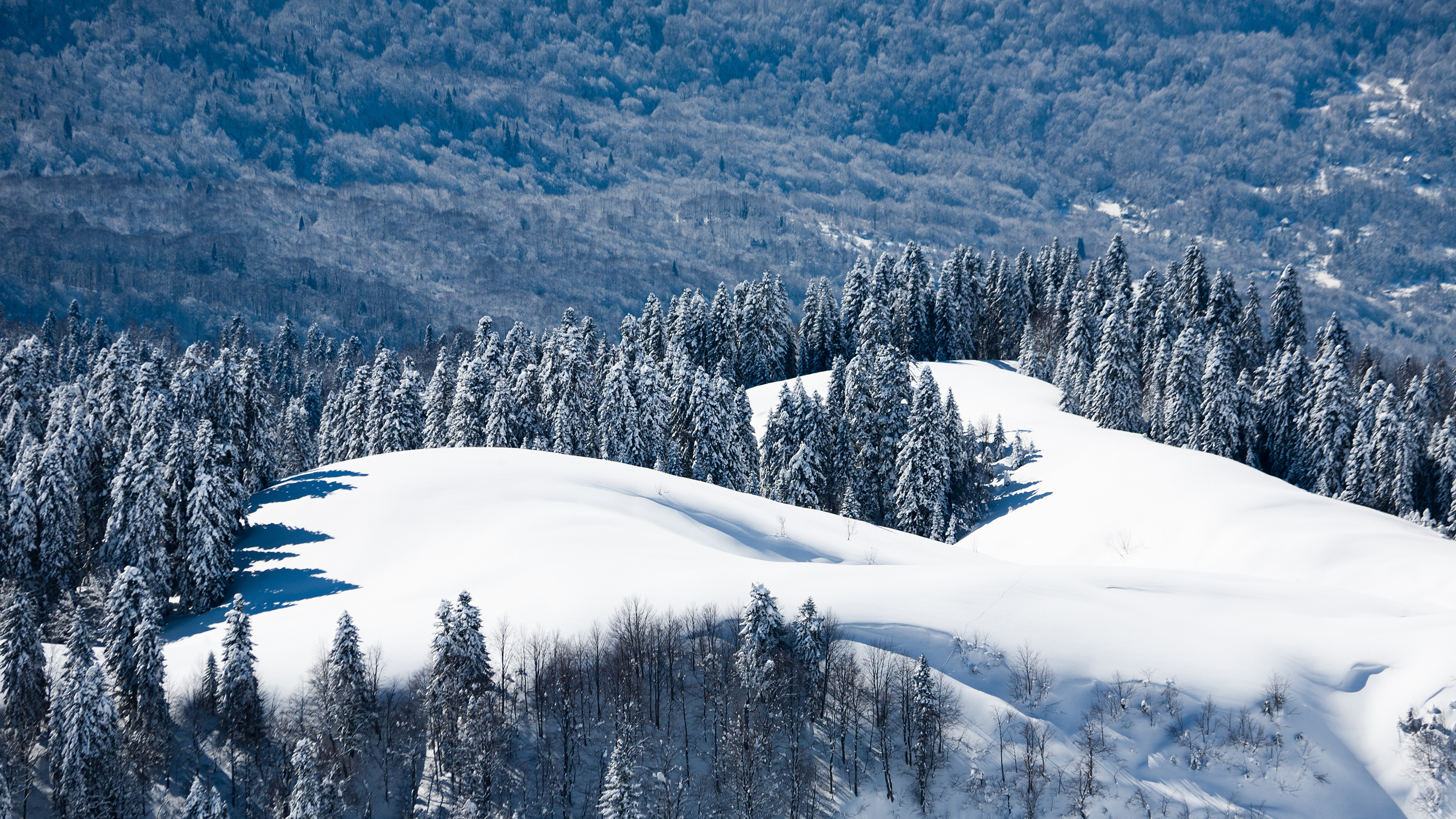 Snow Covered Trees and Mountain During Daytime. Wallpaper in 2560x1440 Resolution