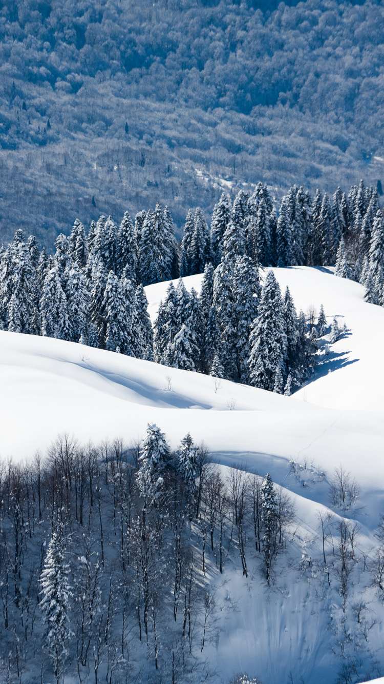 Snow Covered Trees and Mountain During Daytime. Wallpaper in 750x1334 Resolution