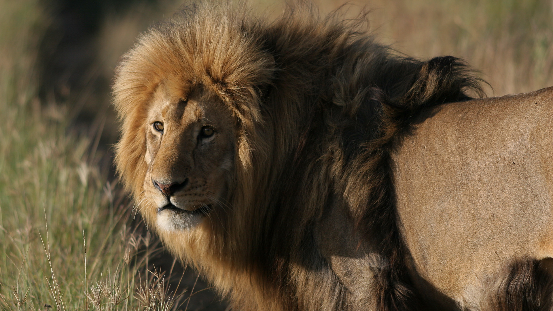 Lion Couché Sur L'herbe Verte Pendant la Journée. Wallpaper in 1920x1080 Resolution