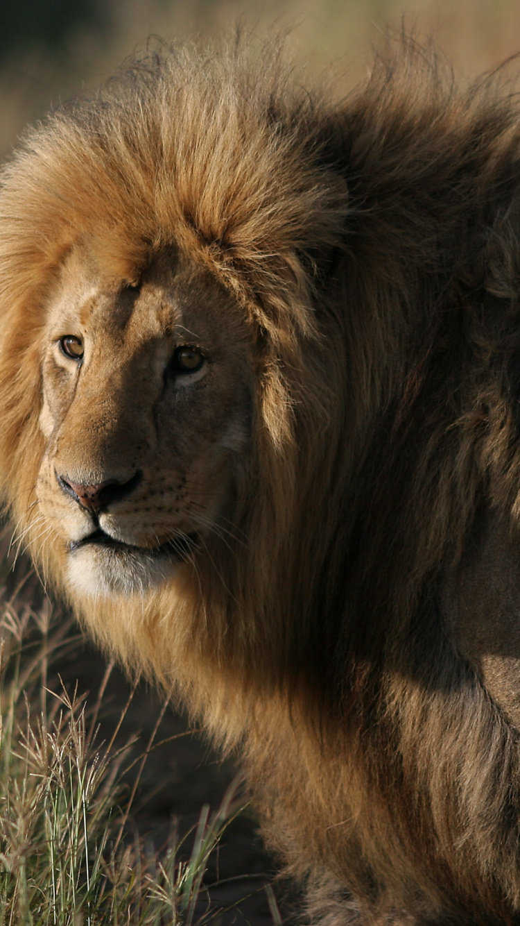 Lion Couché Sur L'herbe Verte Pendant la Journée. Wallpaper in 750x1334 Resolution