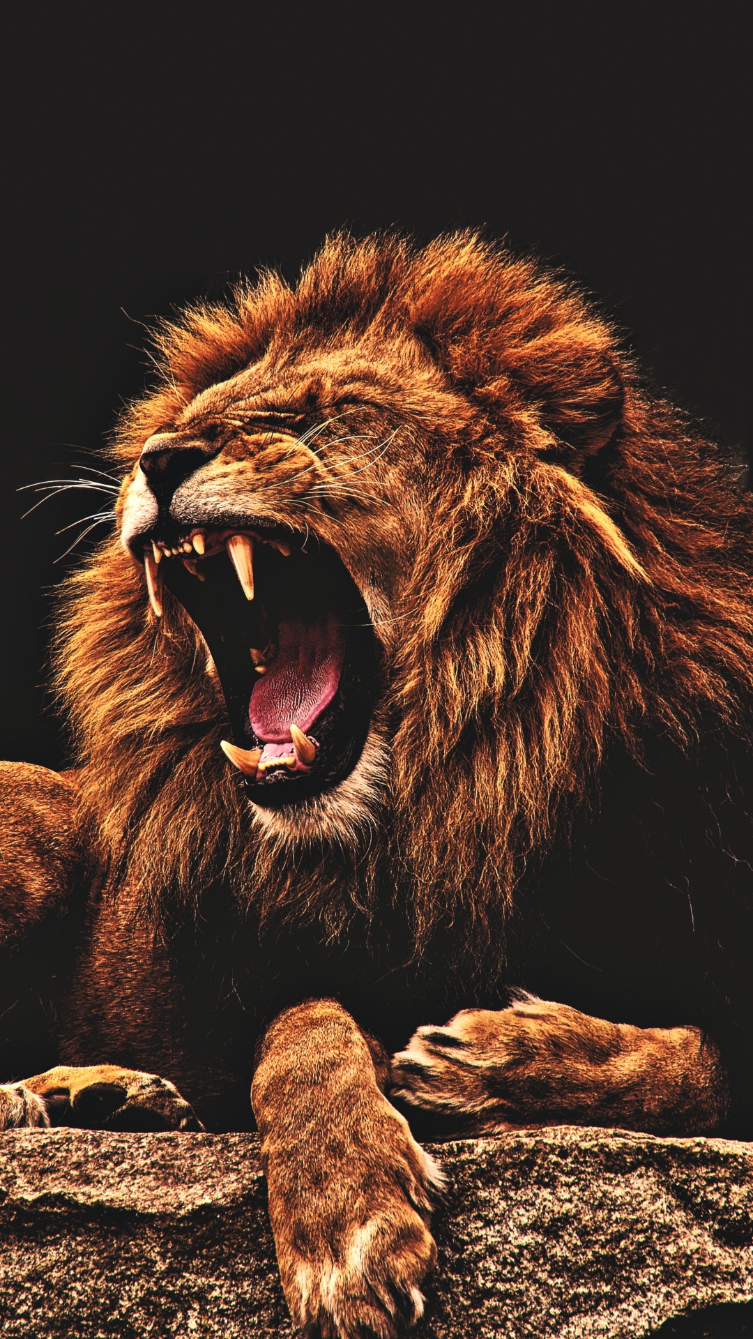 Leones, Negro, Cartel, Mural, Blanco. Wallpaper in 1080x1920 Resolution