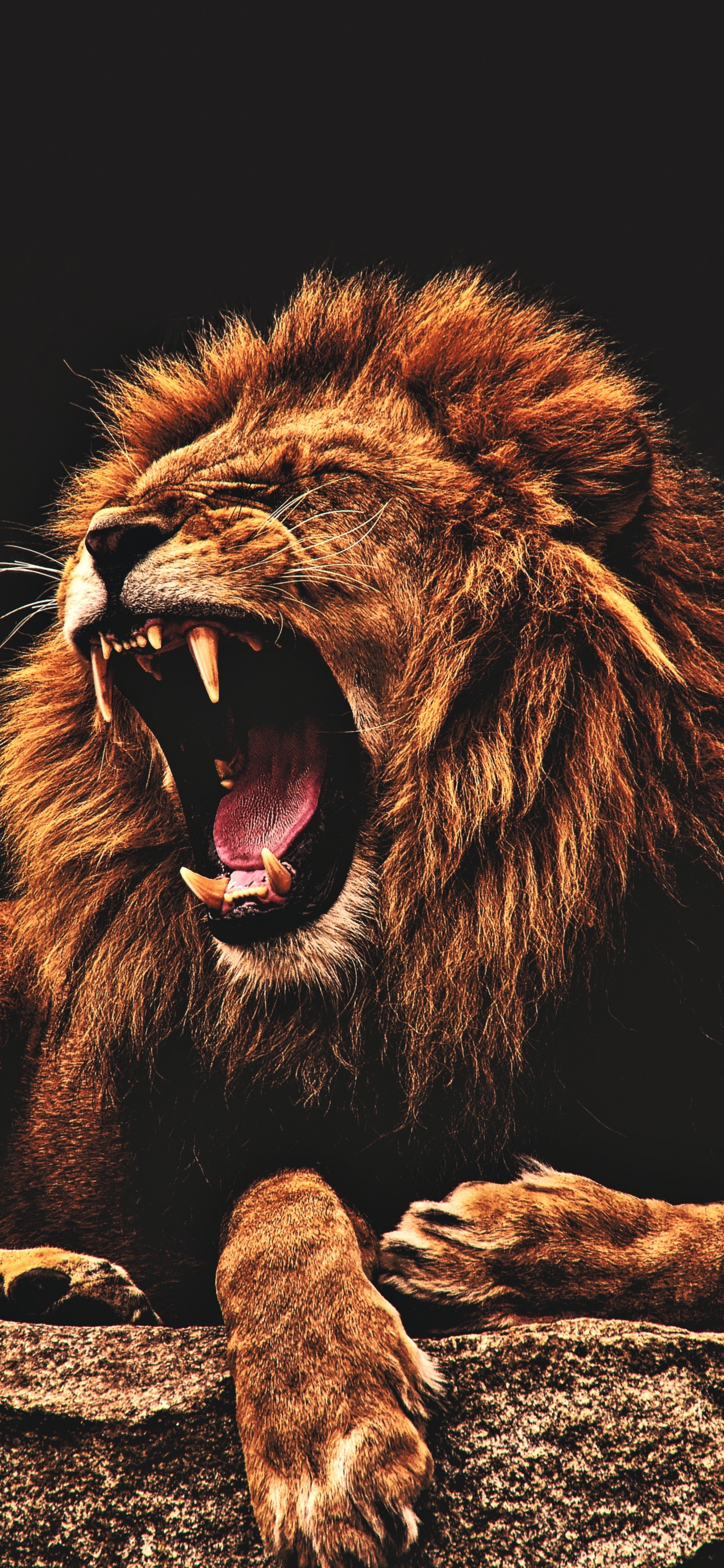 Lion, Noir, Affiche, Fresque, White. Wallpaper in 1242x2688 Resolution