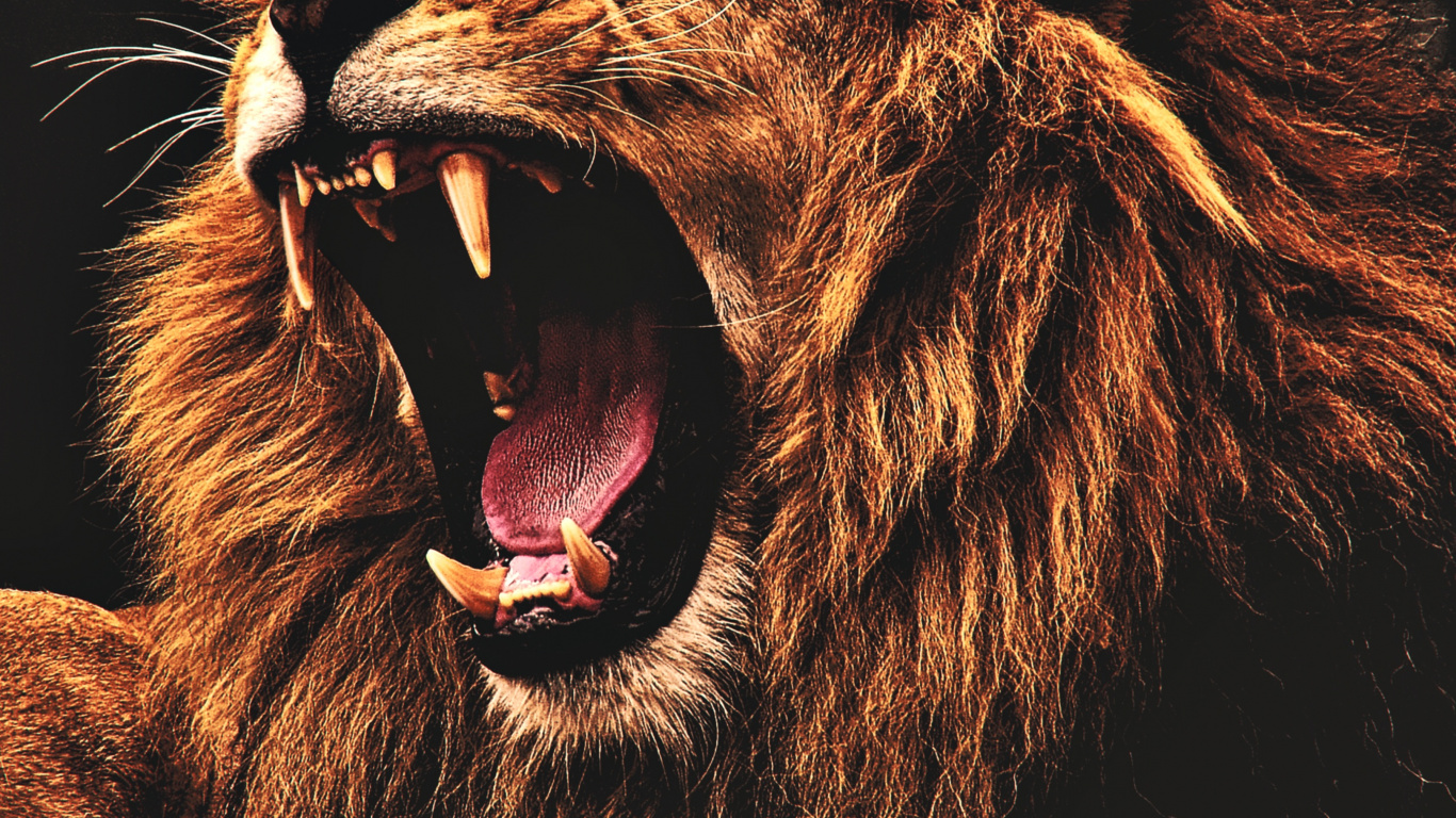 Lion Black, Lion, Black, Poster, Mural. Wallpaper in 1366x768 Resolution