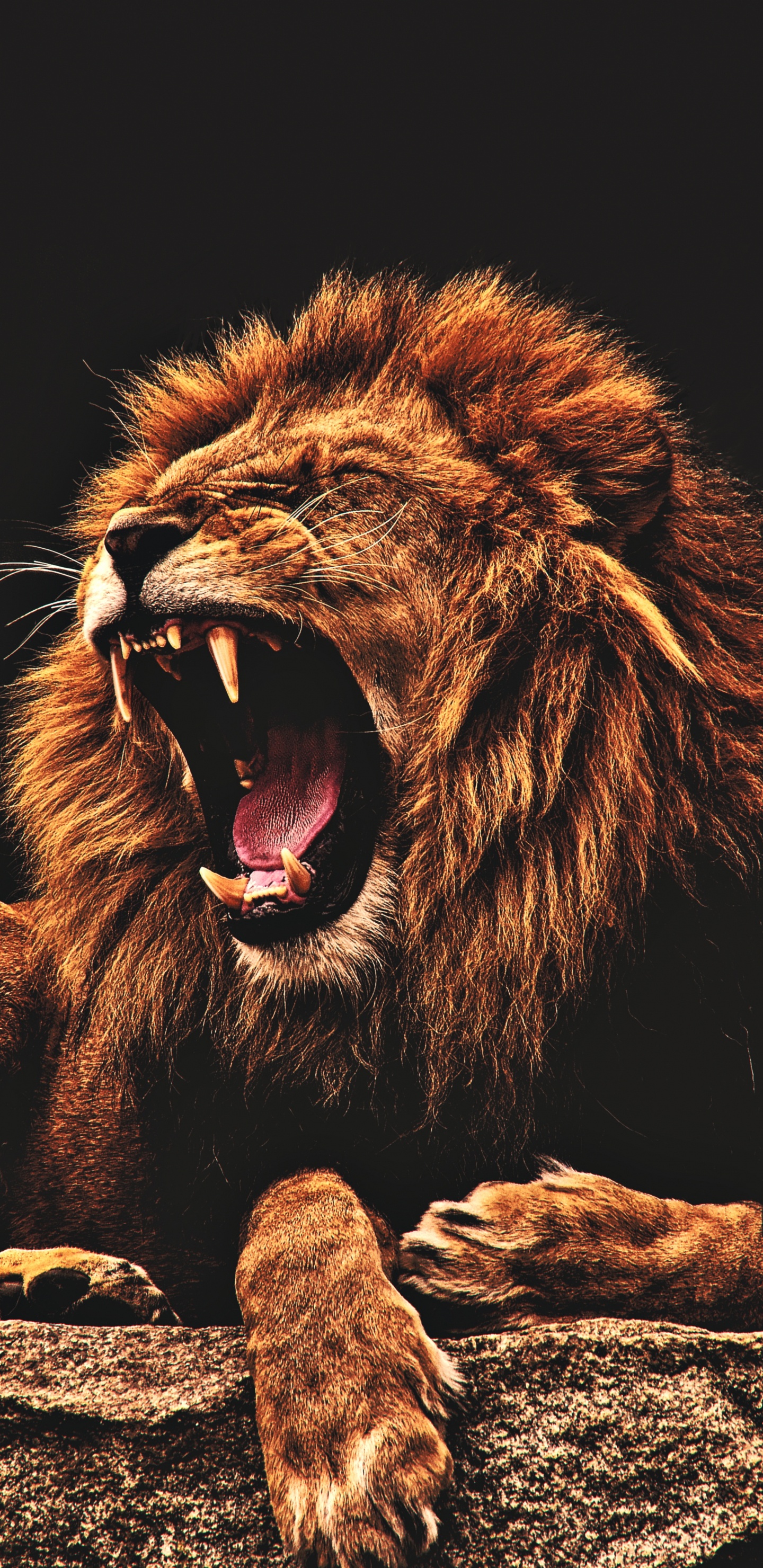 Lion Black, Lion, Black, Poster, Mural. Wallpaper in 1440x2960 Resolution