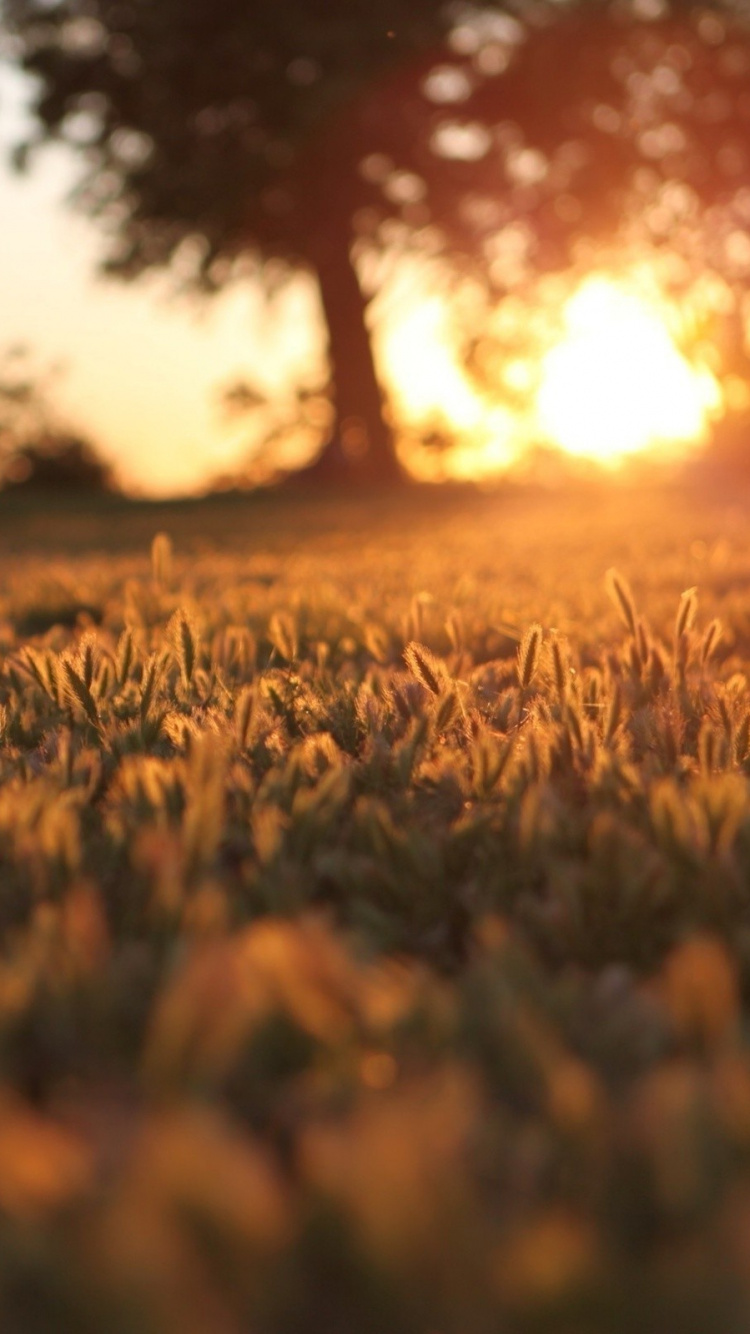 Champ D'herbe Brune Pendant le Coucher du Soleil. Wallpaper in 750x1334 Resolution