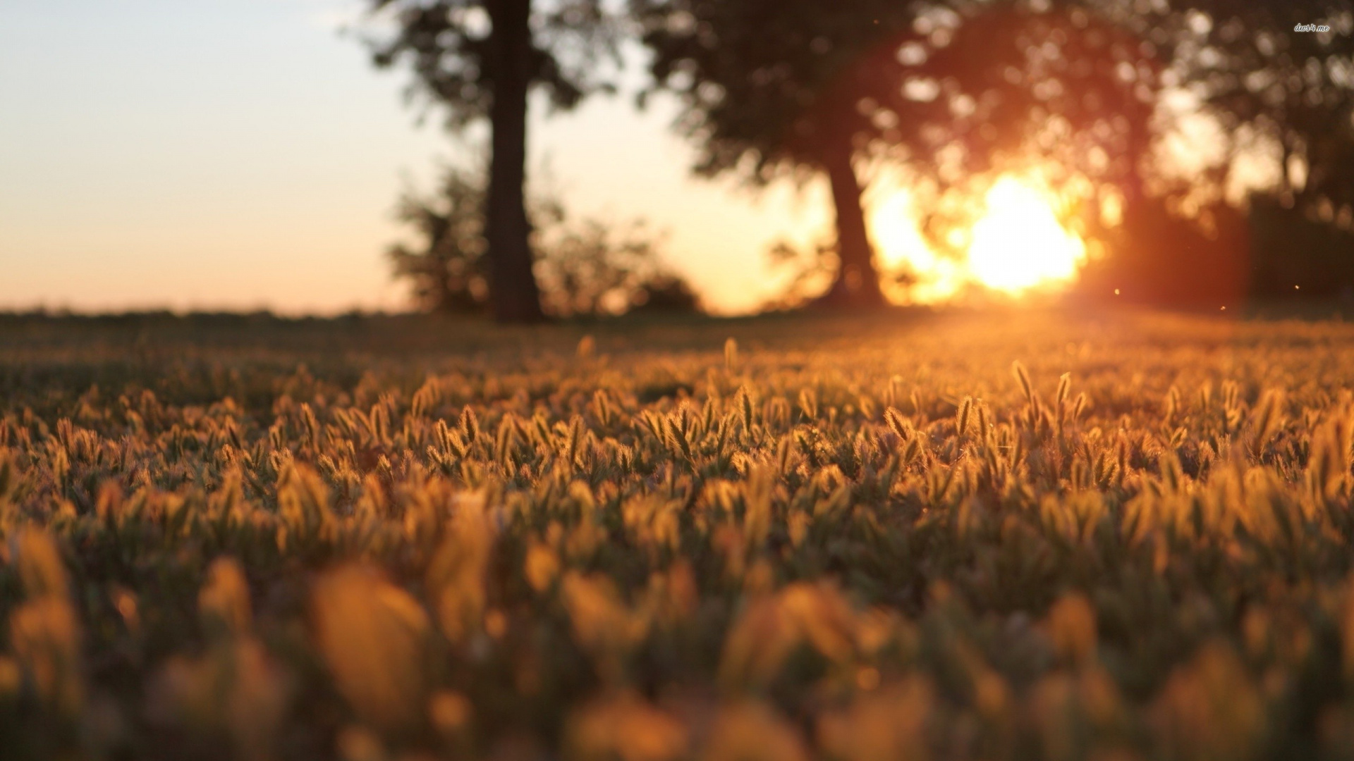 Brown Grass Field During Sunset. Wallpaper in 1920x1080 Resolution