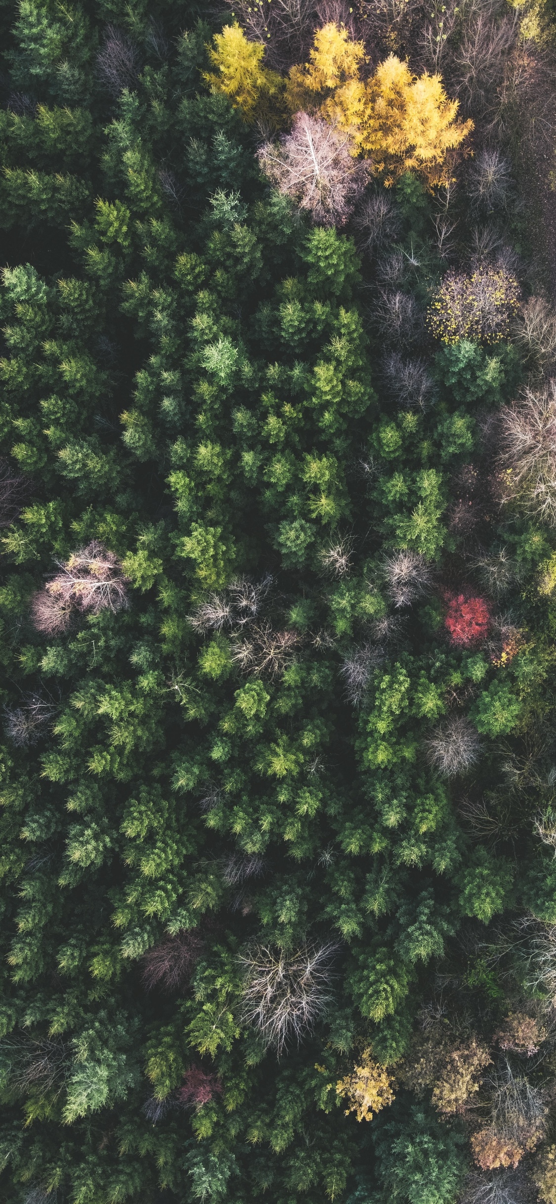 Broad-leaved Tree, Vegetation, Leaf, Pine, Temperate Climate. Wallpaper in 1125x2436 Resolution