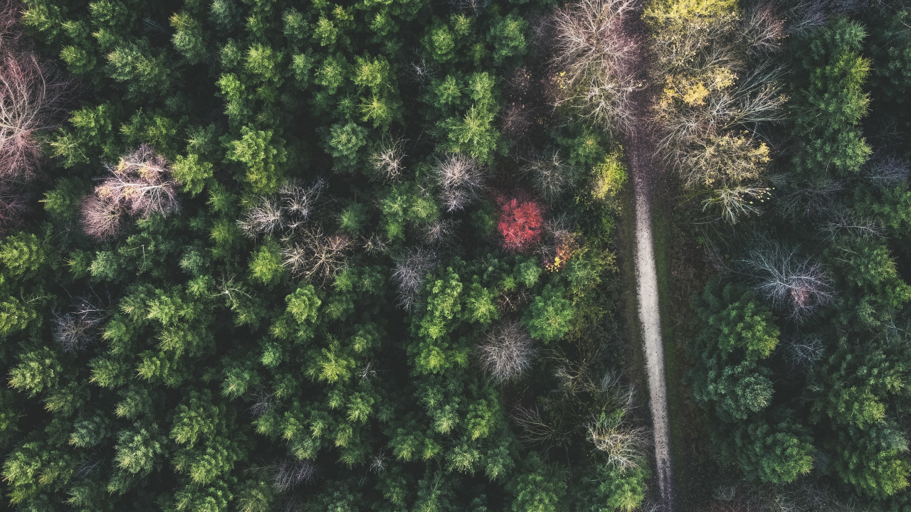 Broad-leaved Tree, Vegetation, Leaf, Pine, Temperate Climate. Wallpaper in 1280x720 Resolution