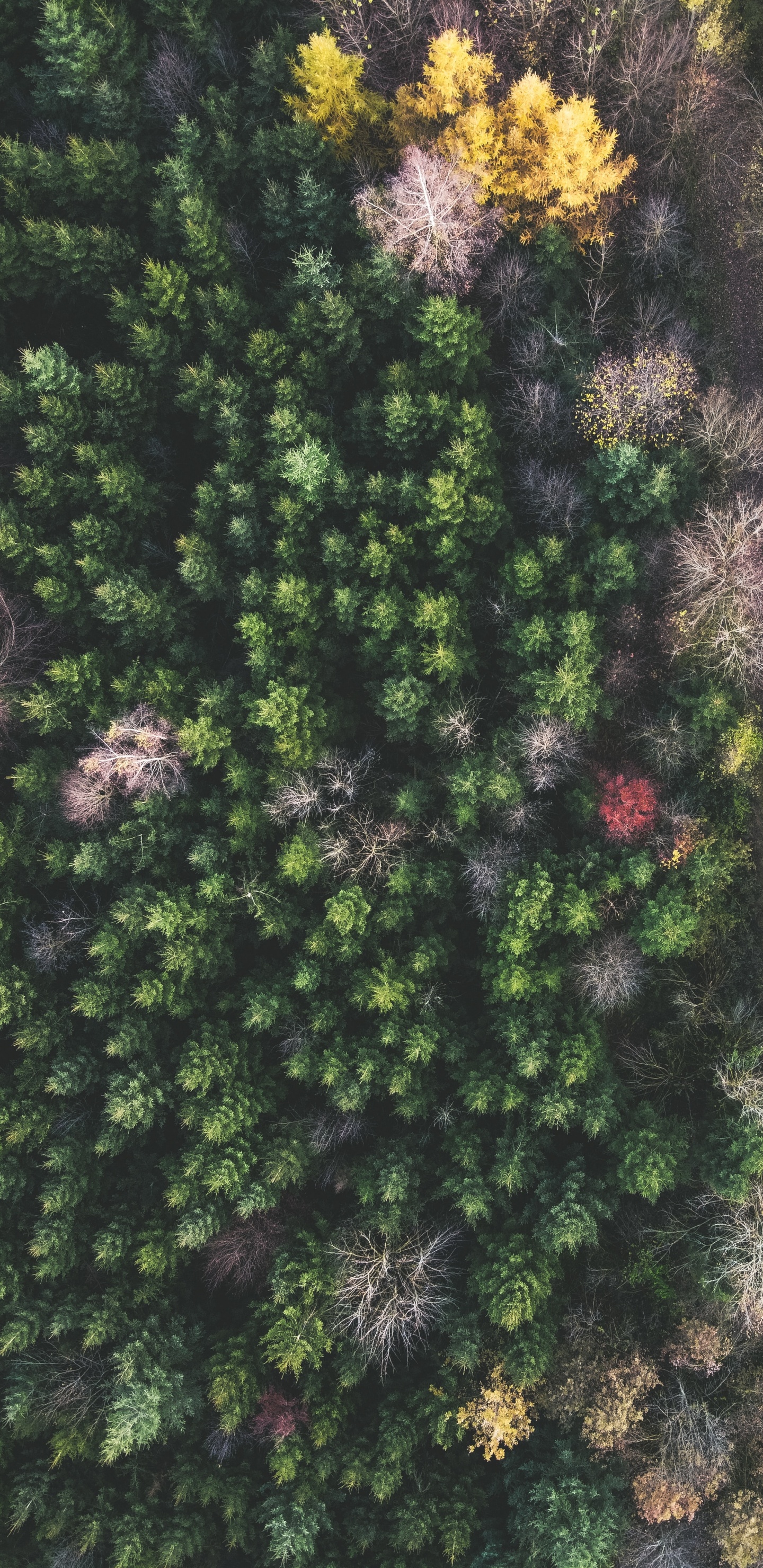 Broad-leaved Tree, Vegetation, Leaf, Pine, Temperate Climate. Wallpaper in 1440x2960 Resolution