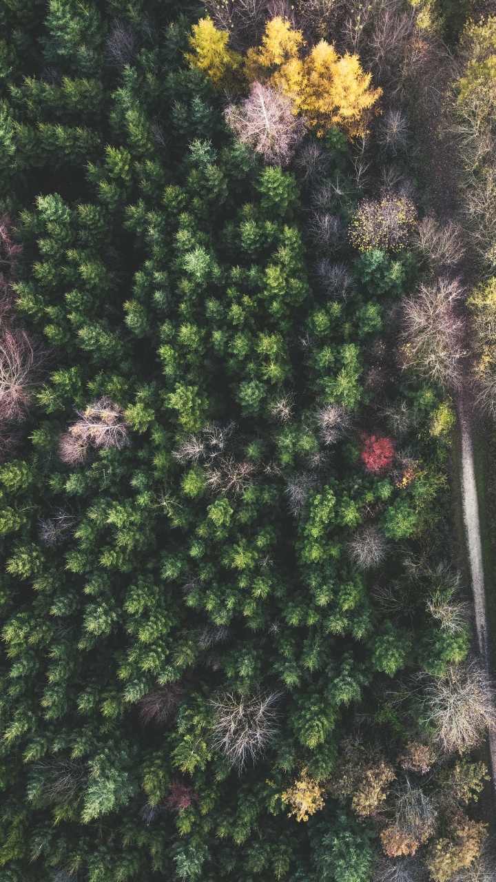 Broad-leaved Tree, Vegetation, Leaf, Pine, Temperate Climate. Wallpaper in 720x1280 Resolution