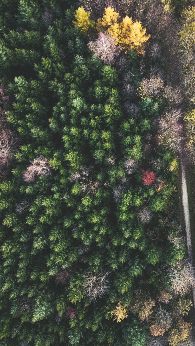 Broad-leaved Tree, Vegetation, Leaf, Pine, Temperate Climate. Wallpaper in 750x1334 Resolution