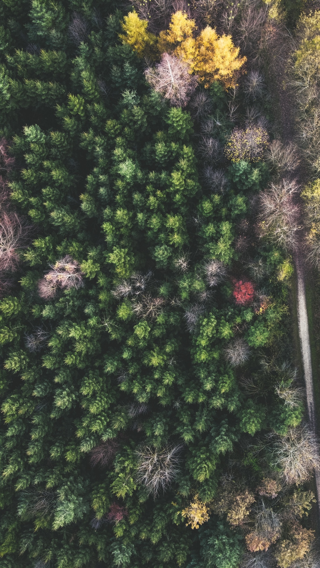 Feuillu, Végétation, Feuille, Pin, Climat Tempéré. Wallpaper in 1080x1920 Resolution