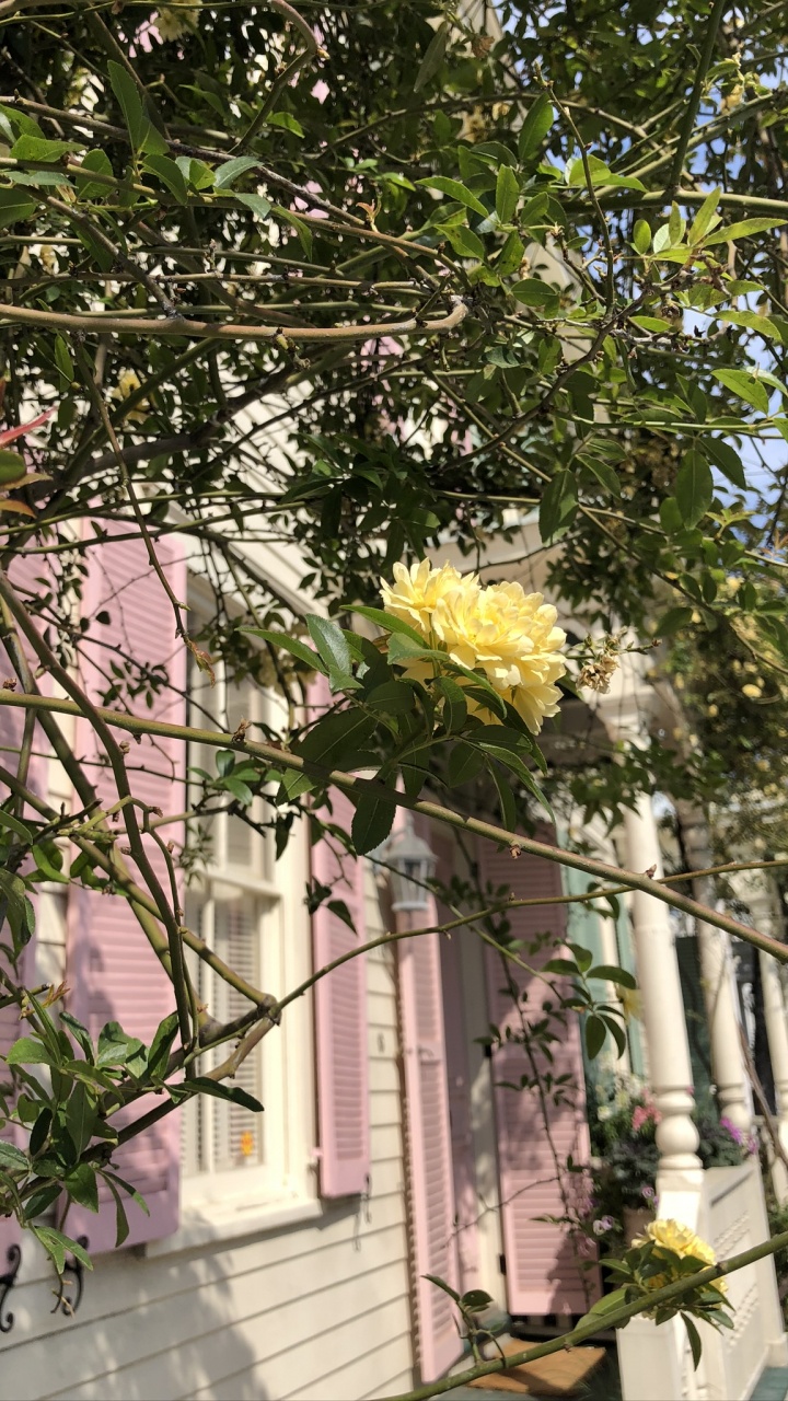 Flower, Flowering Plant, Rose Family, Floristry, Branch. Wallpaper in 720x1280 Resolution