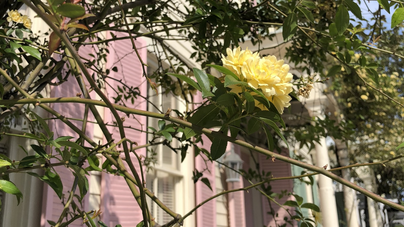 显花植物, 玫瑰家庭, 花艺, 树枝, 弹簧 壁纸 1366x768 允许