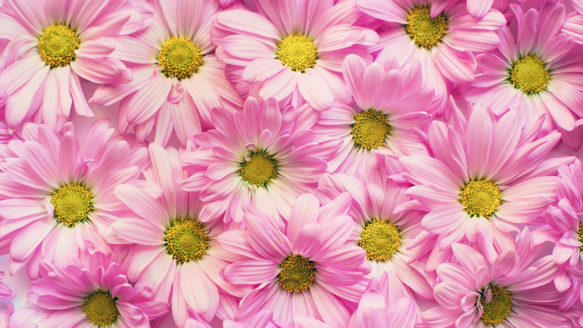 Pink and White Flower in Close up Photography. Wallpaper in 1920x1080 Resolution