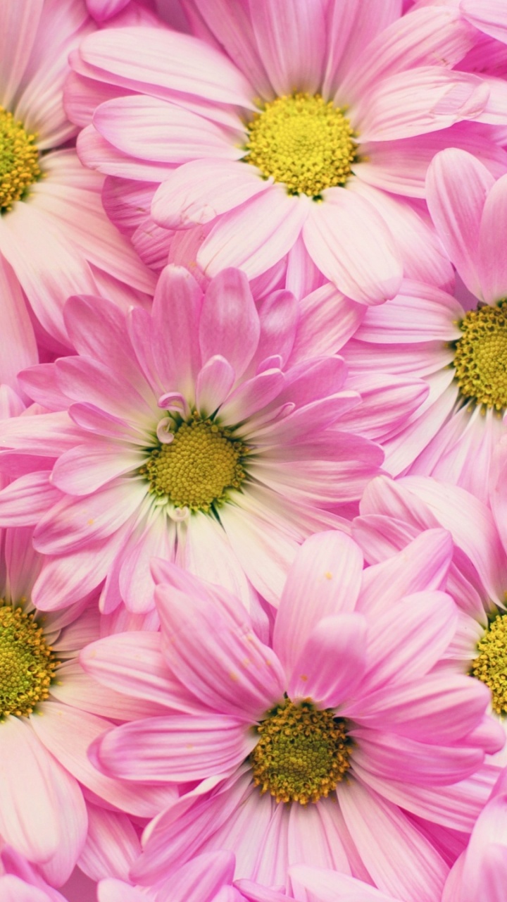 Pink and White Flower in Close up Photography. Wallpaper in 720x1280 Resolution