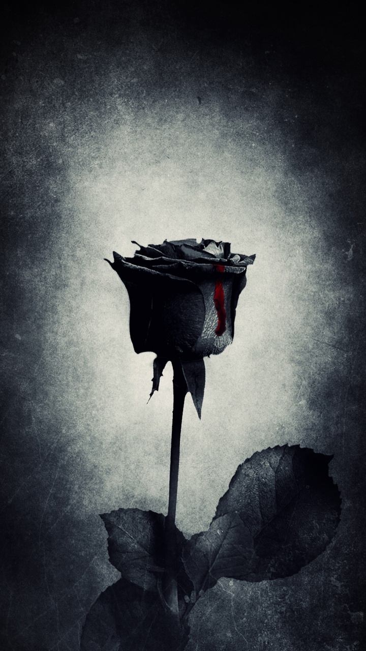 Black Rose, Negro, la Subcultura Goth, Ambiente, Gris. Wallpaper in 720x1280 Resolution