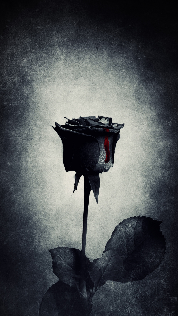 Black Rose, Rose, Black, Flower, Goth Subculture. Wallpaper in 750x1334 Resolution