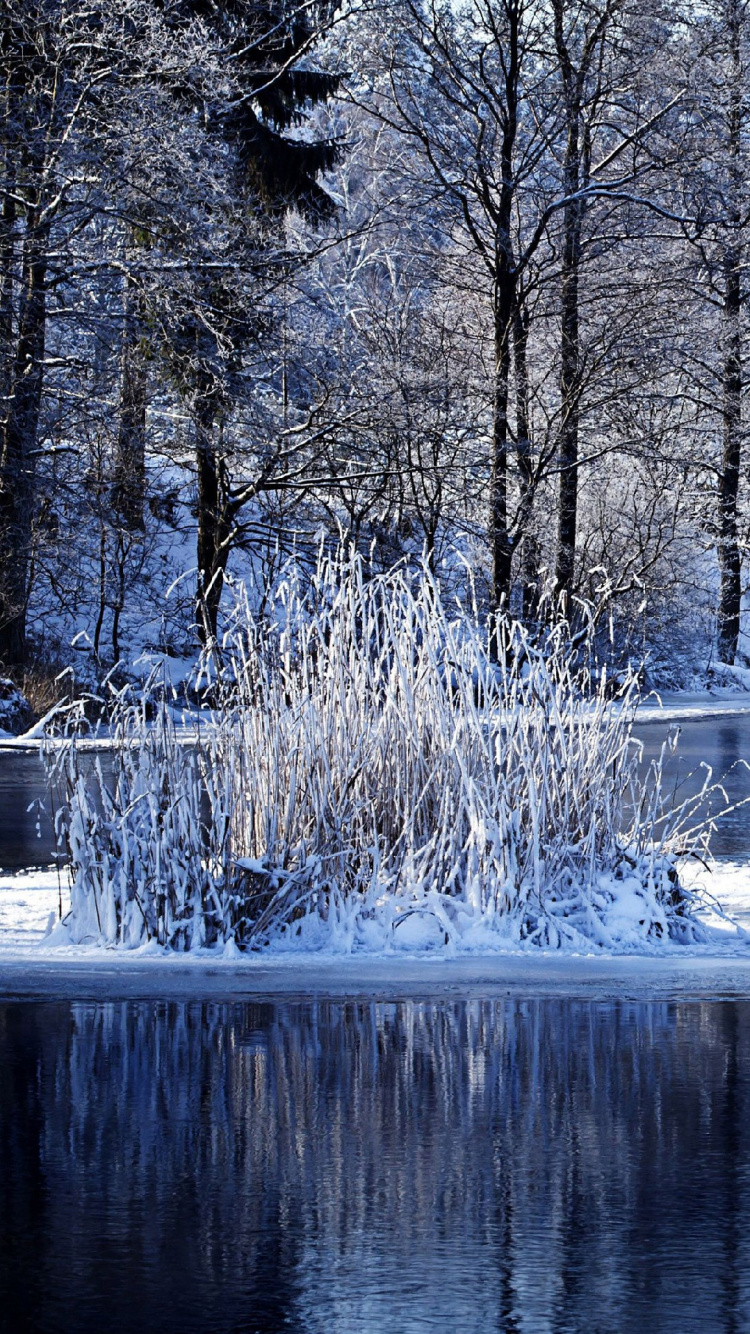 Arbres Sans Feuilles Bruns Sur le Lac. Wallpaper in 750x1334 Resolution