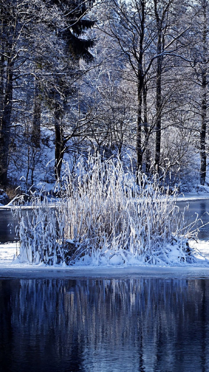Brown Leafless Trees on Lake. Wallpaper in 720x1280 Resolution