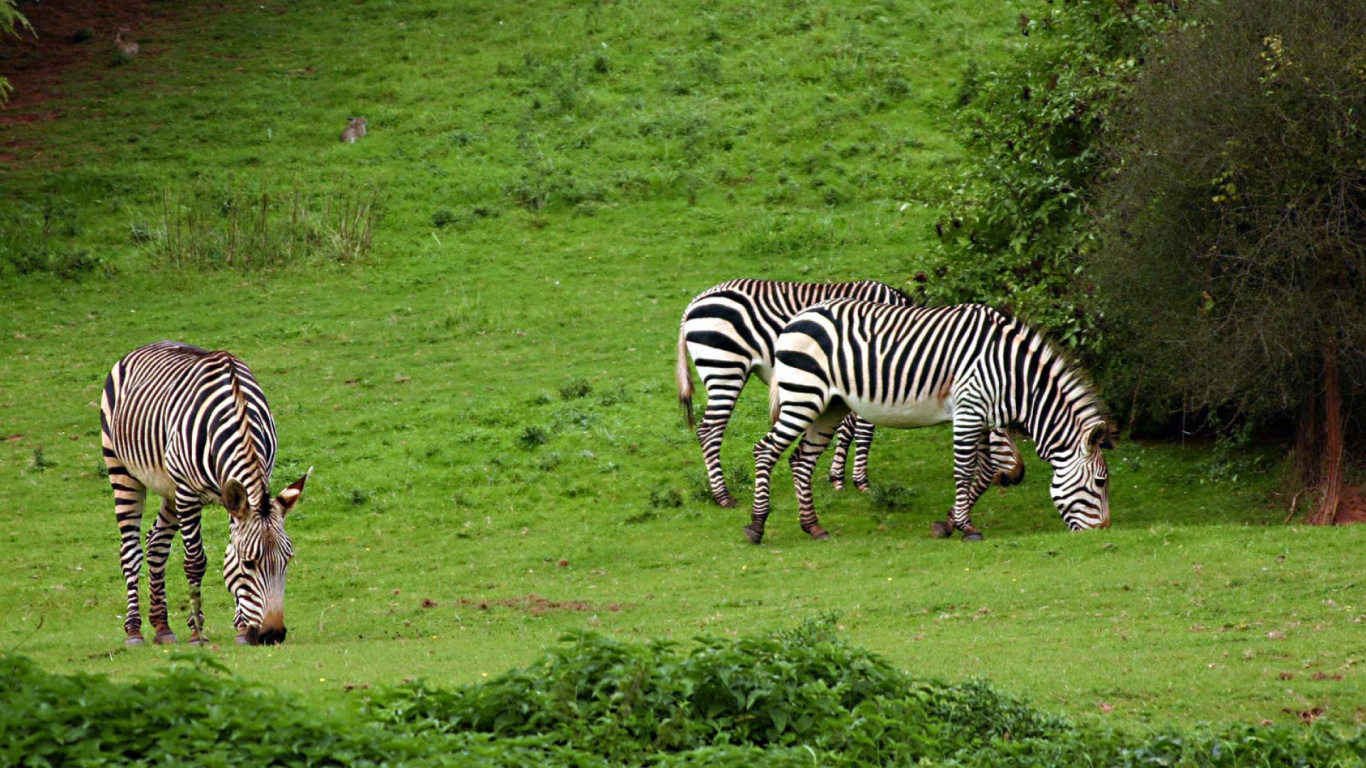 Zebra Mange de L'herbe Sur un Terrain D'herbe Verte Pendant la Journée. Wallpaper in 1366x768 Resolution