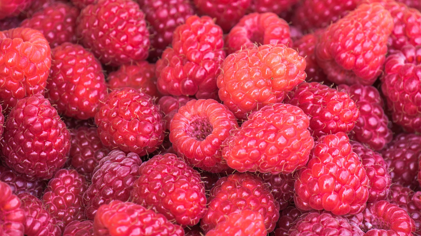 Frutos de Frambuesa Roja en Fotografía de Cerca. Wallpaper in 1366x768 Resolution