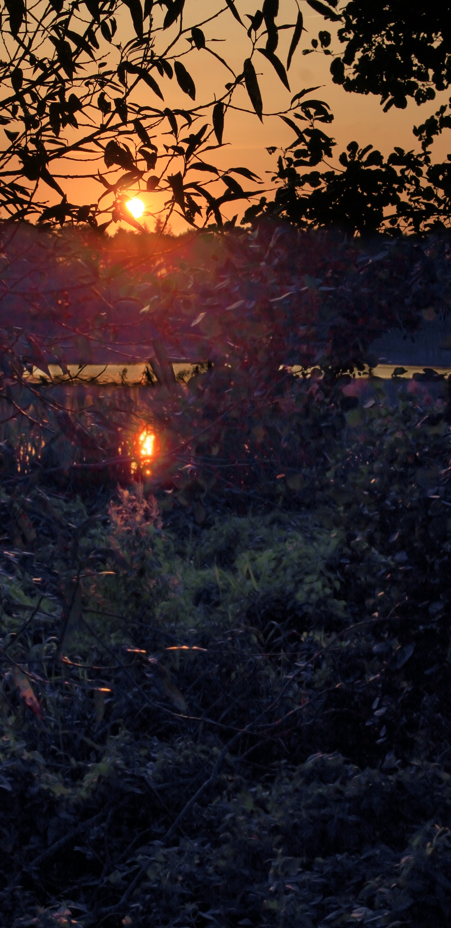 Nature, Eau, Lumière, Matin, Atmosphère. Wallpaper in 1440x2960 Resolution