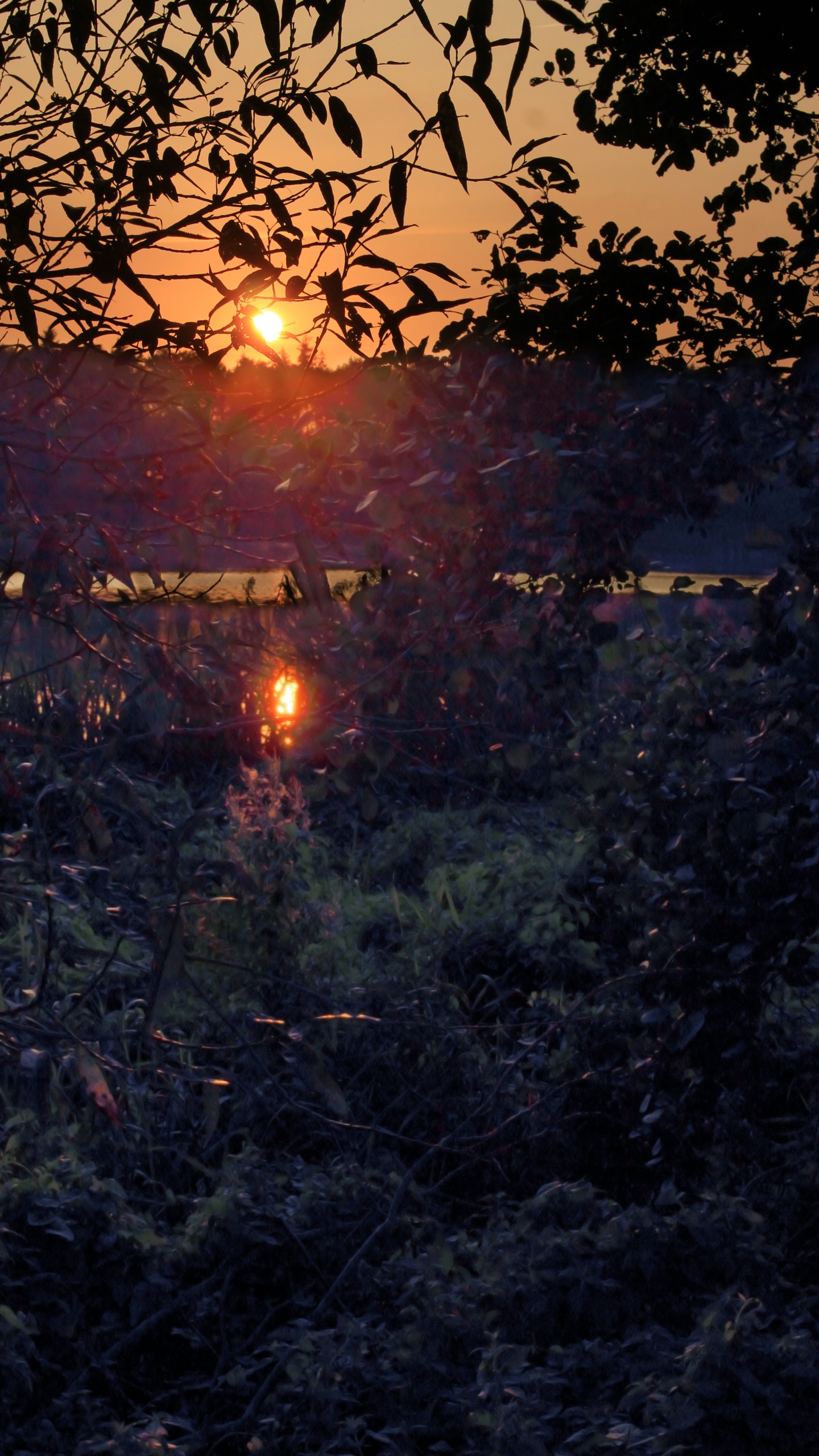 Natur, Sonnenuntergang, Wasser, Baum, Licht. Wallpaper in 1440x2560 Resolution