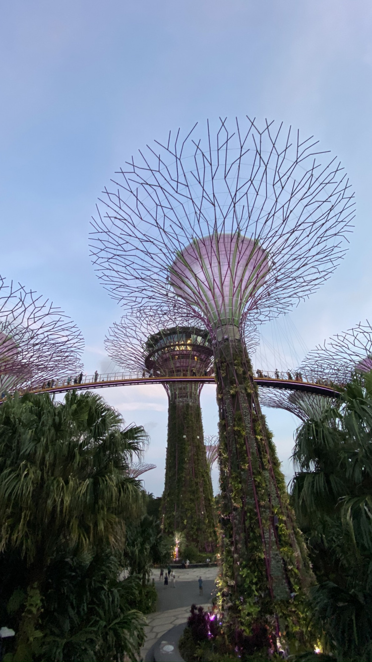 Singapore, Marina City Park, Palm Trees, Tourist Attraction, Garden. Wallpaper in 750x1334 Resolution